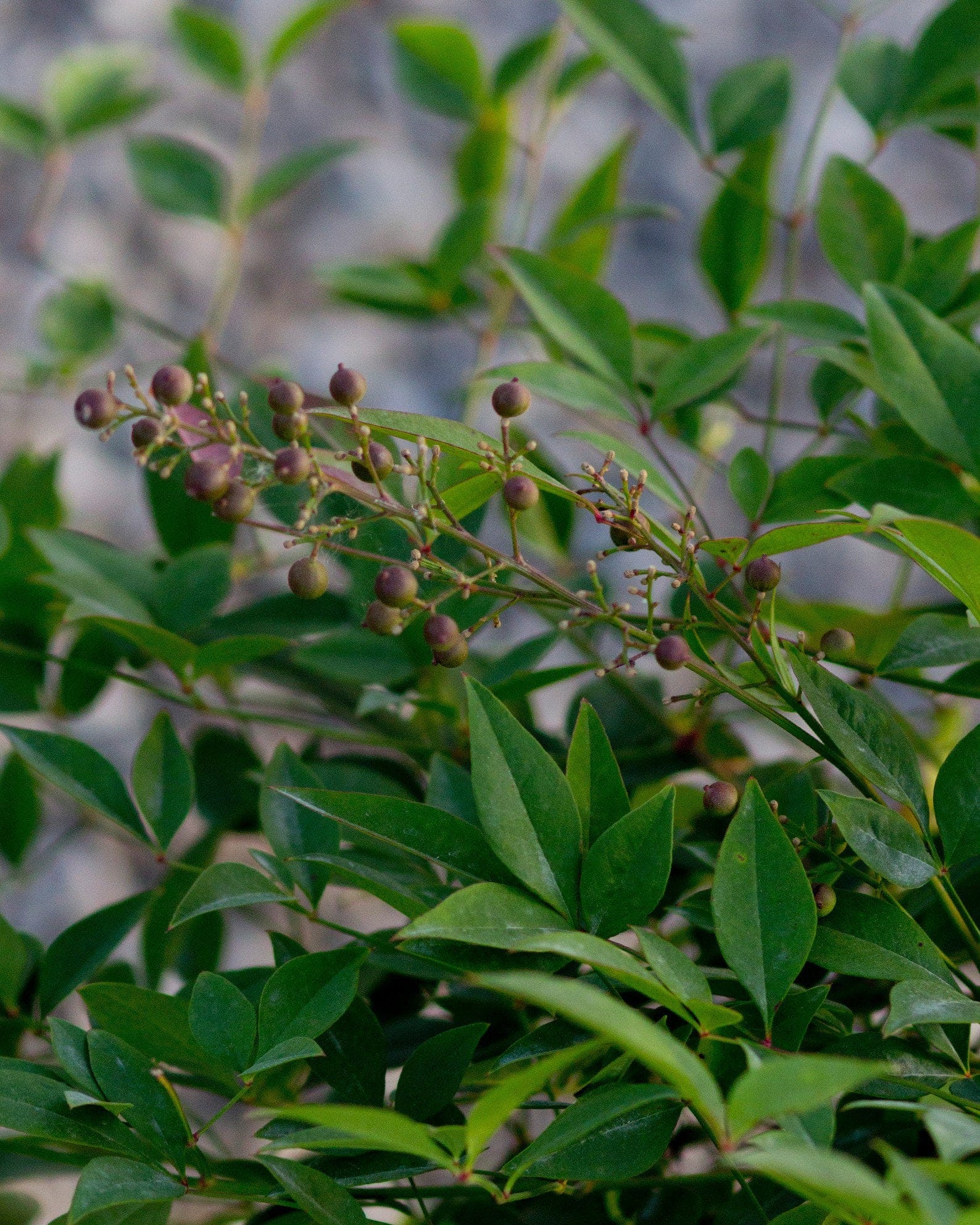 Compacta Nandina - view 5