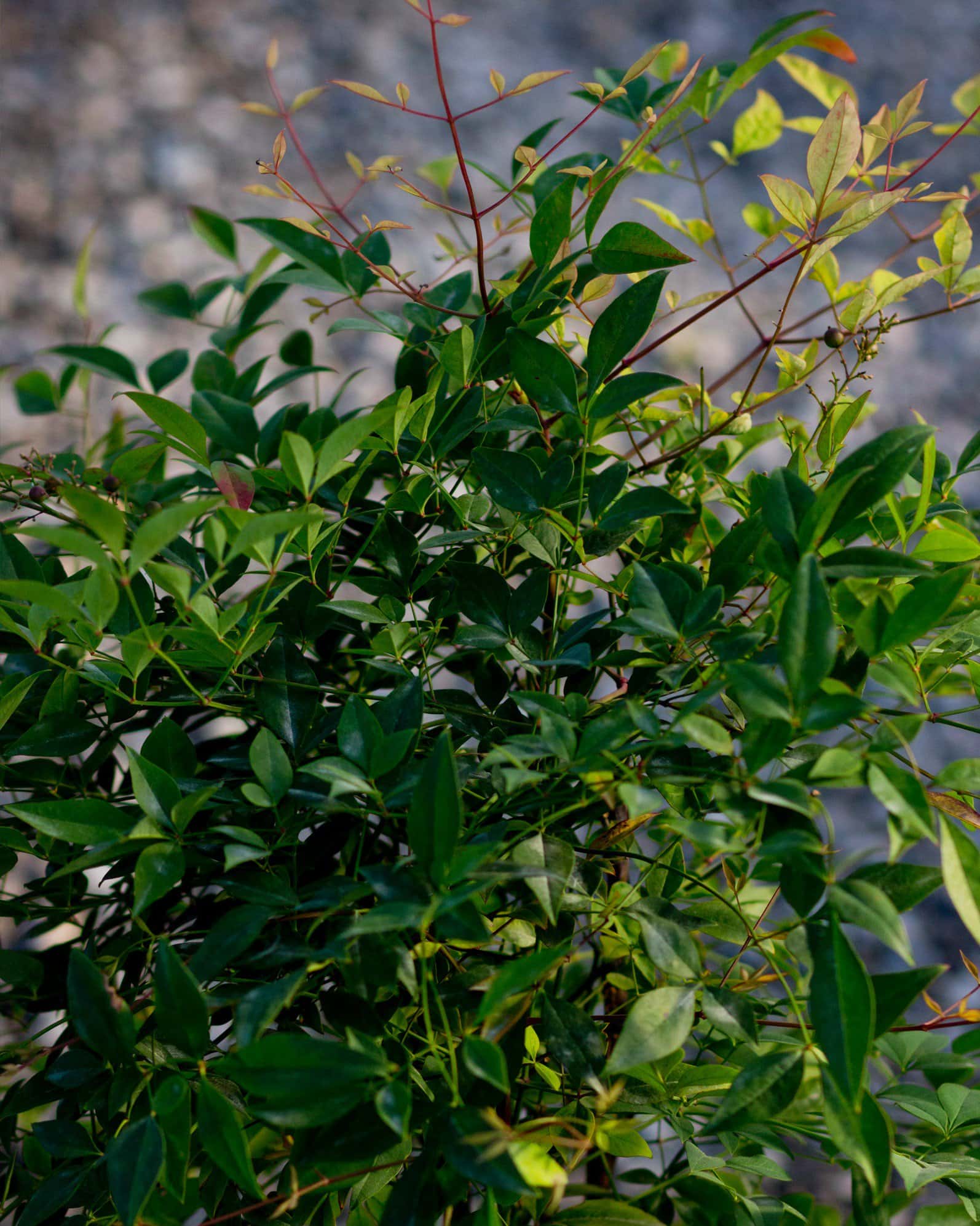 Compacta Nandina - Image 4