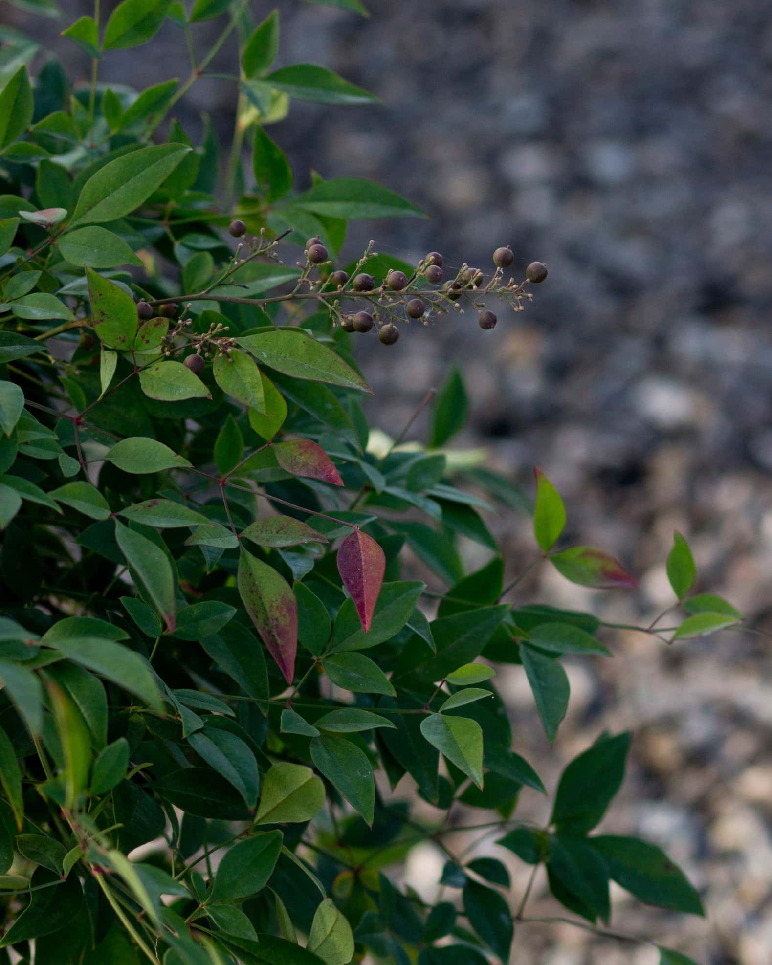 Compacta Nandina - Image 5