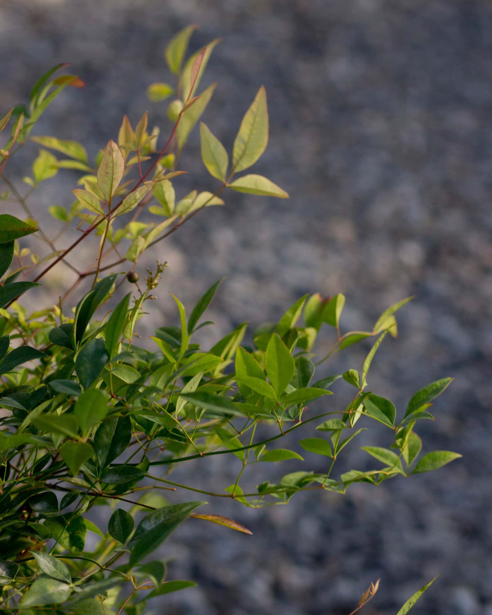 Compacta Nandina - Image 6