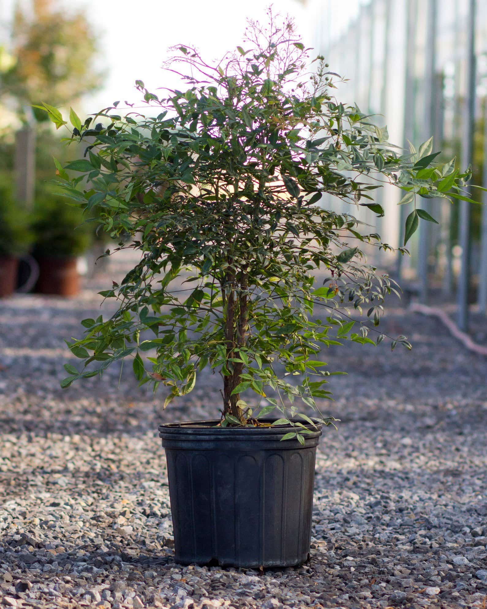 Domestica Nandina - Image 3