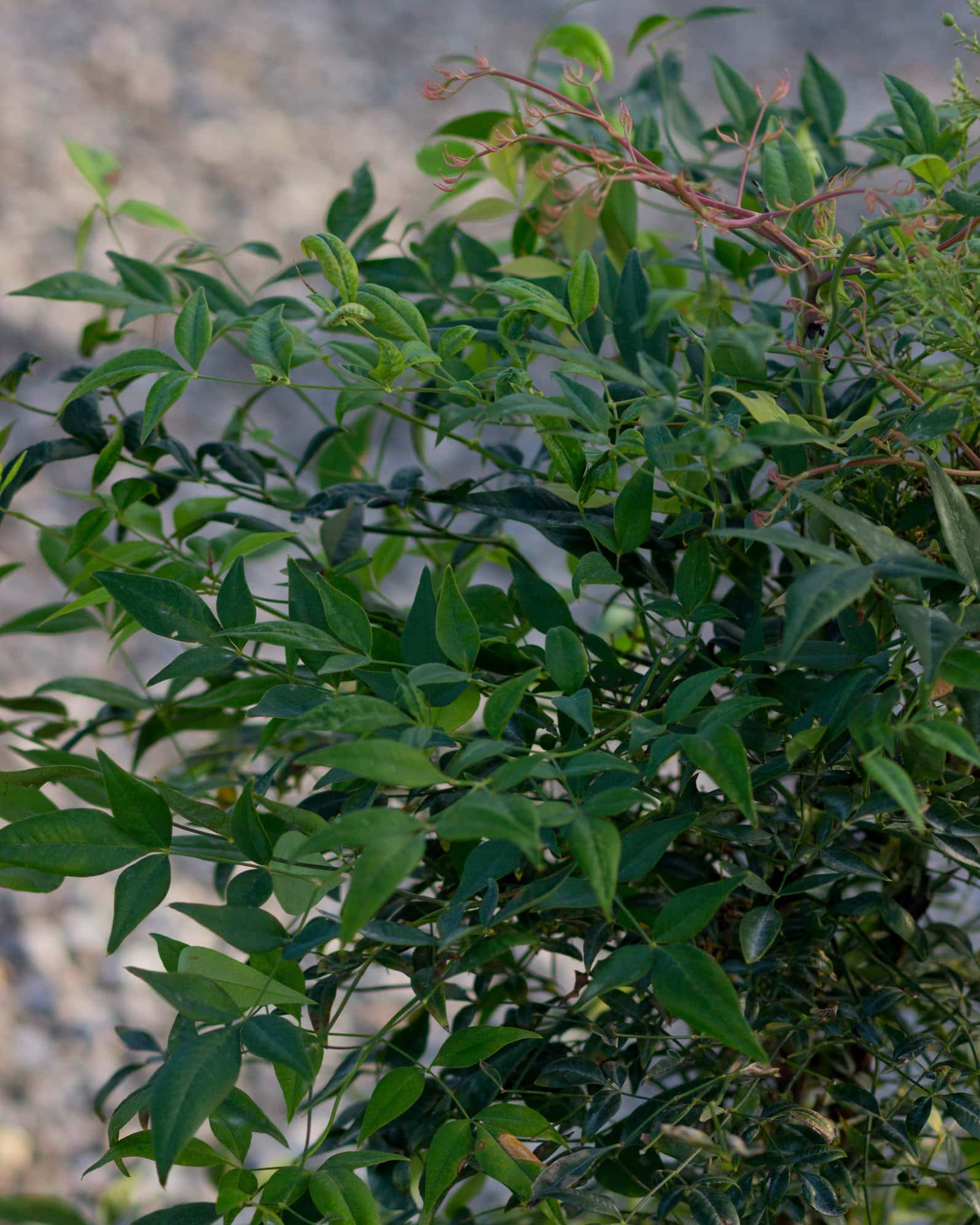 Domestica Nandina - Image 5