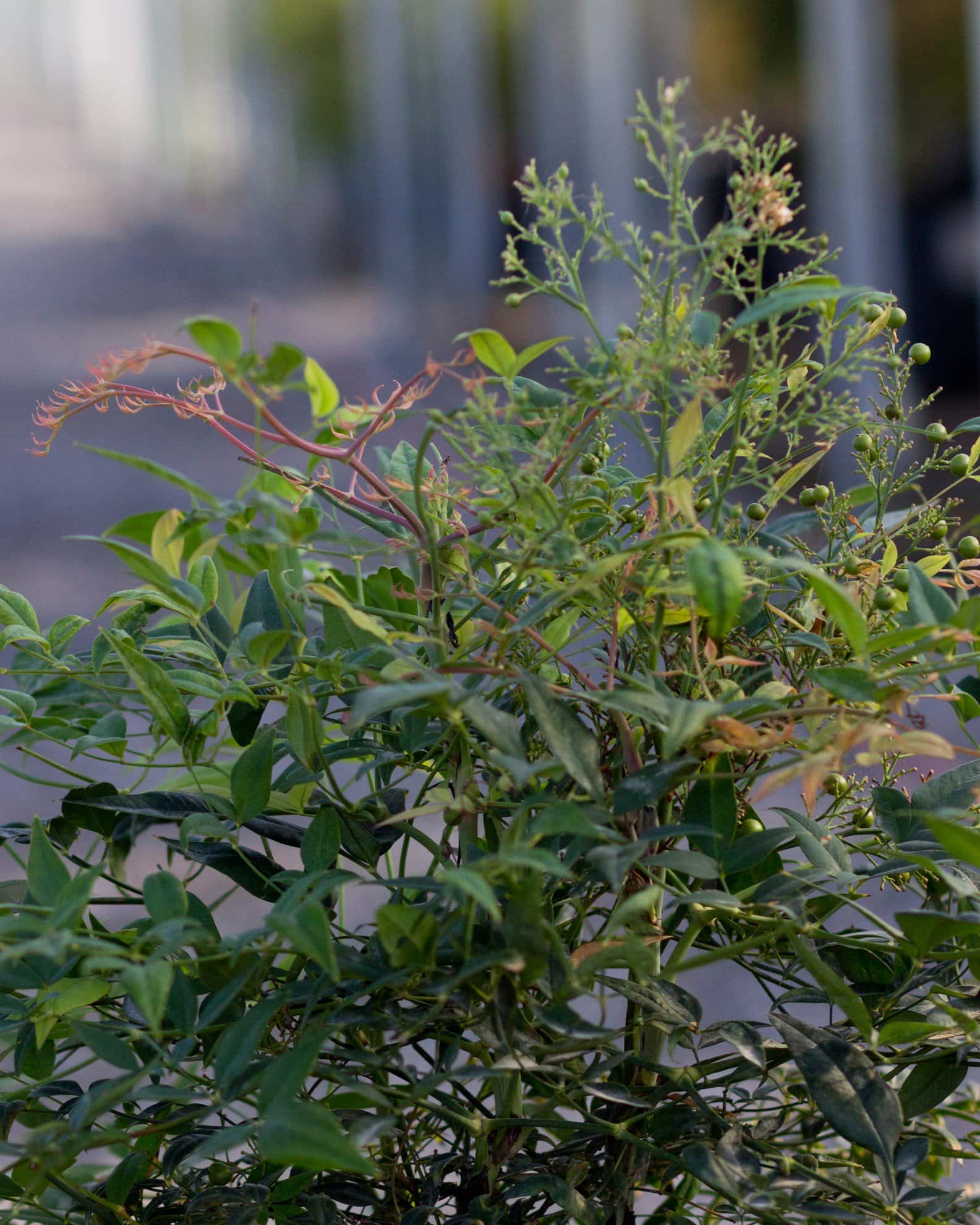 Domestica Nandina - Image 2