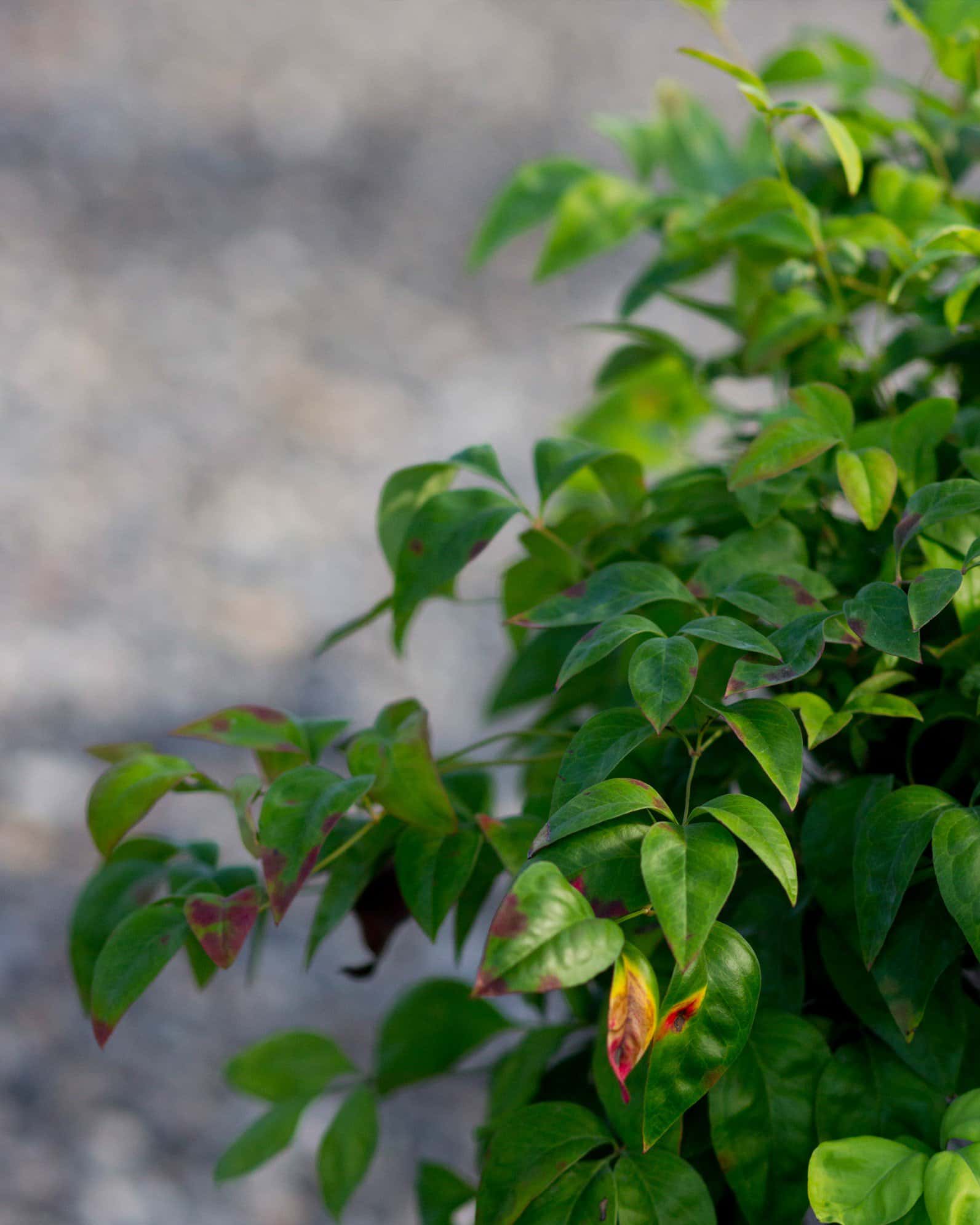 Firepower Nandina - Image 4