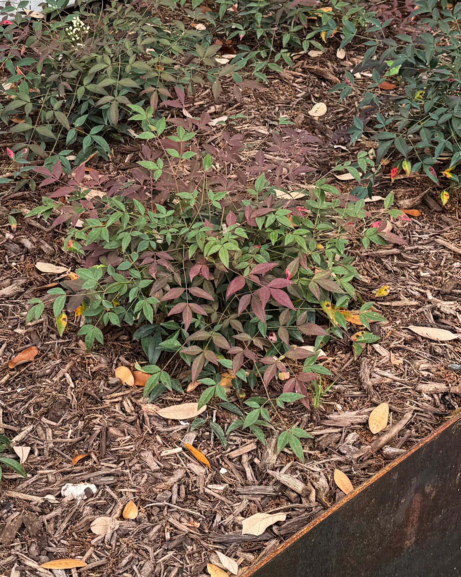 Flirt Nandina - Main Image