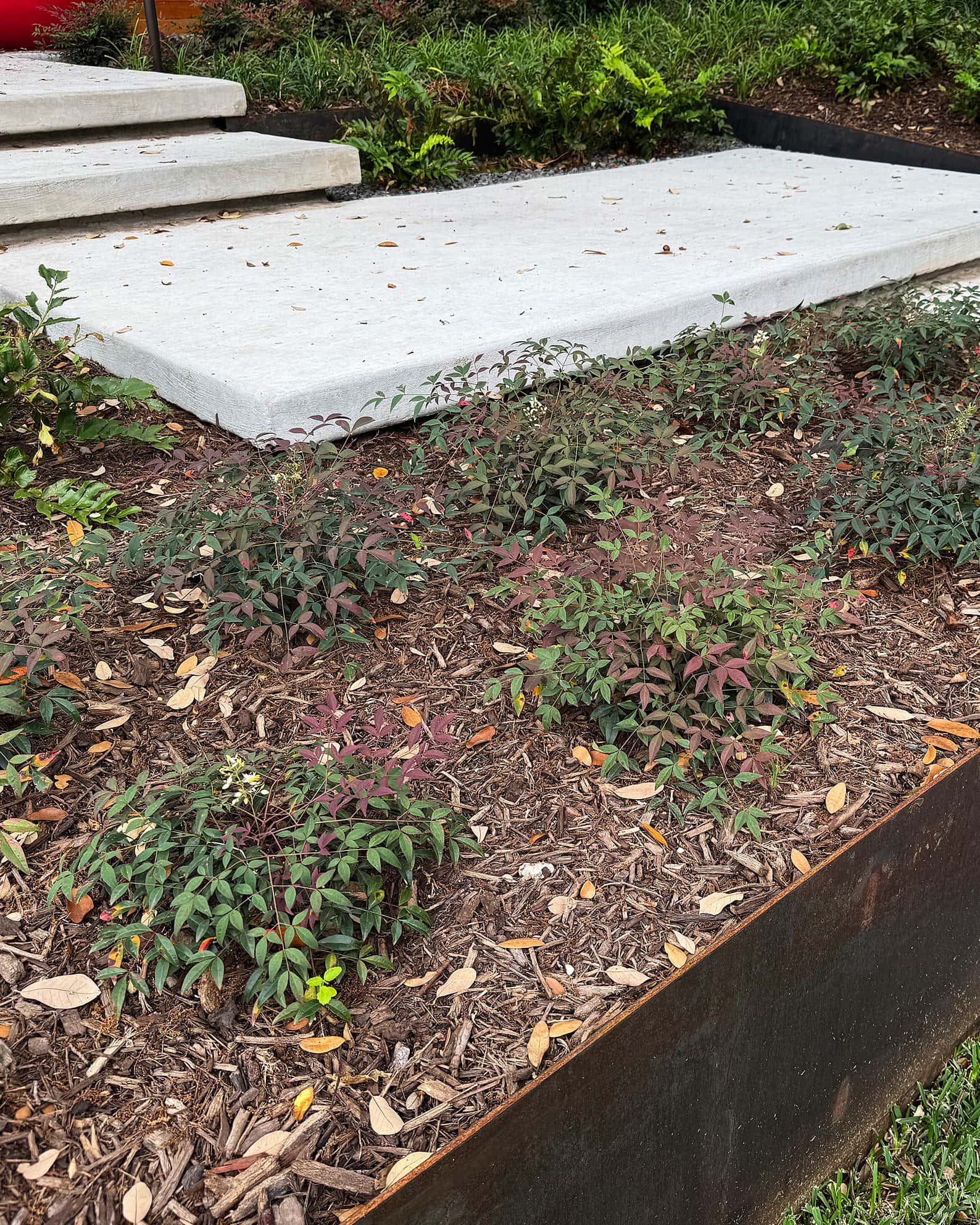 Flirt Nandina - Image 1