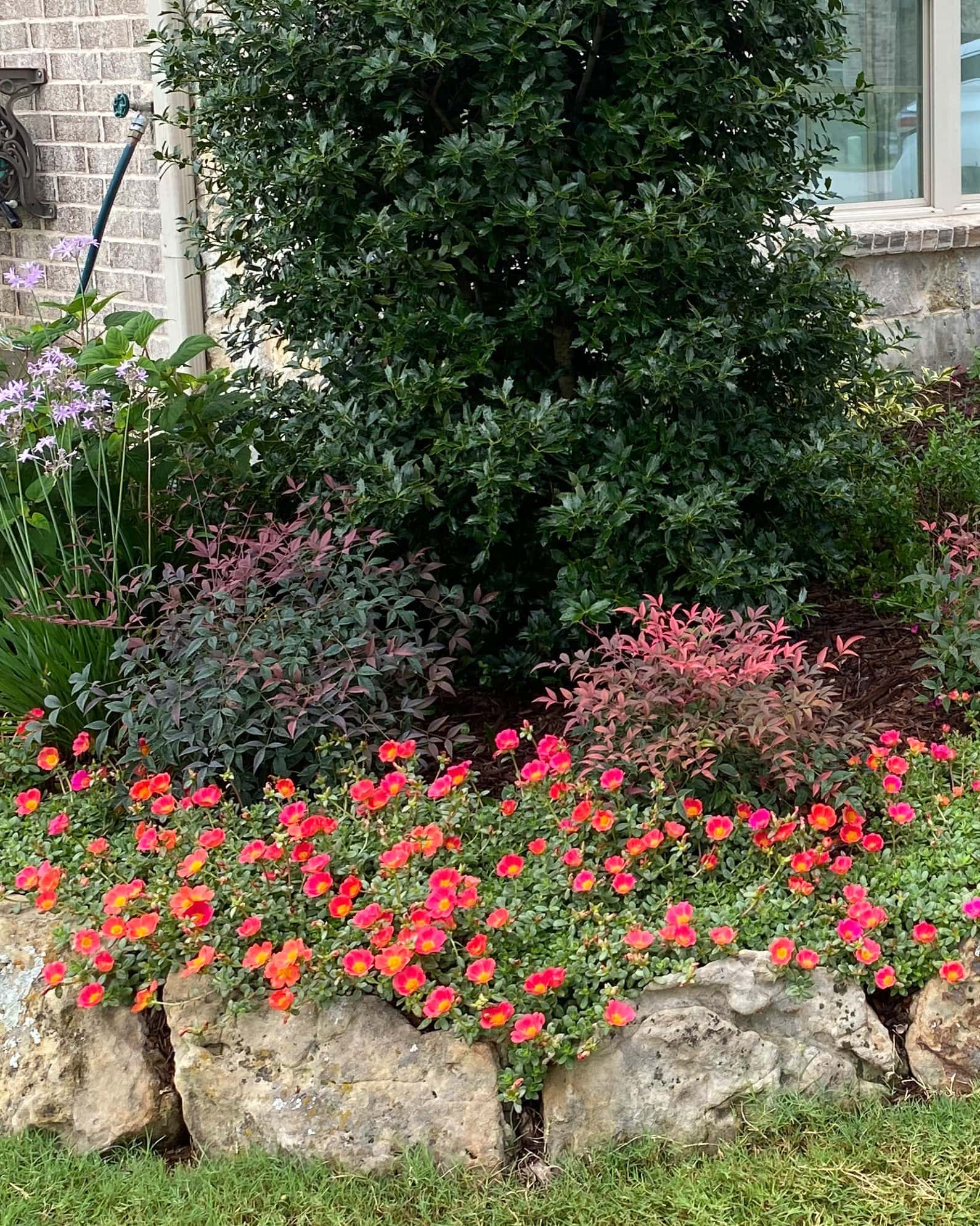 Flirt Nandina - Image 4