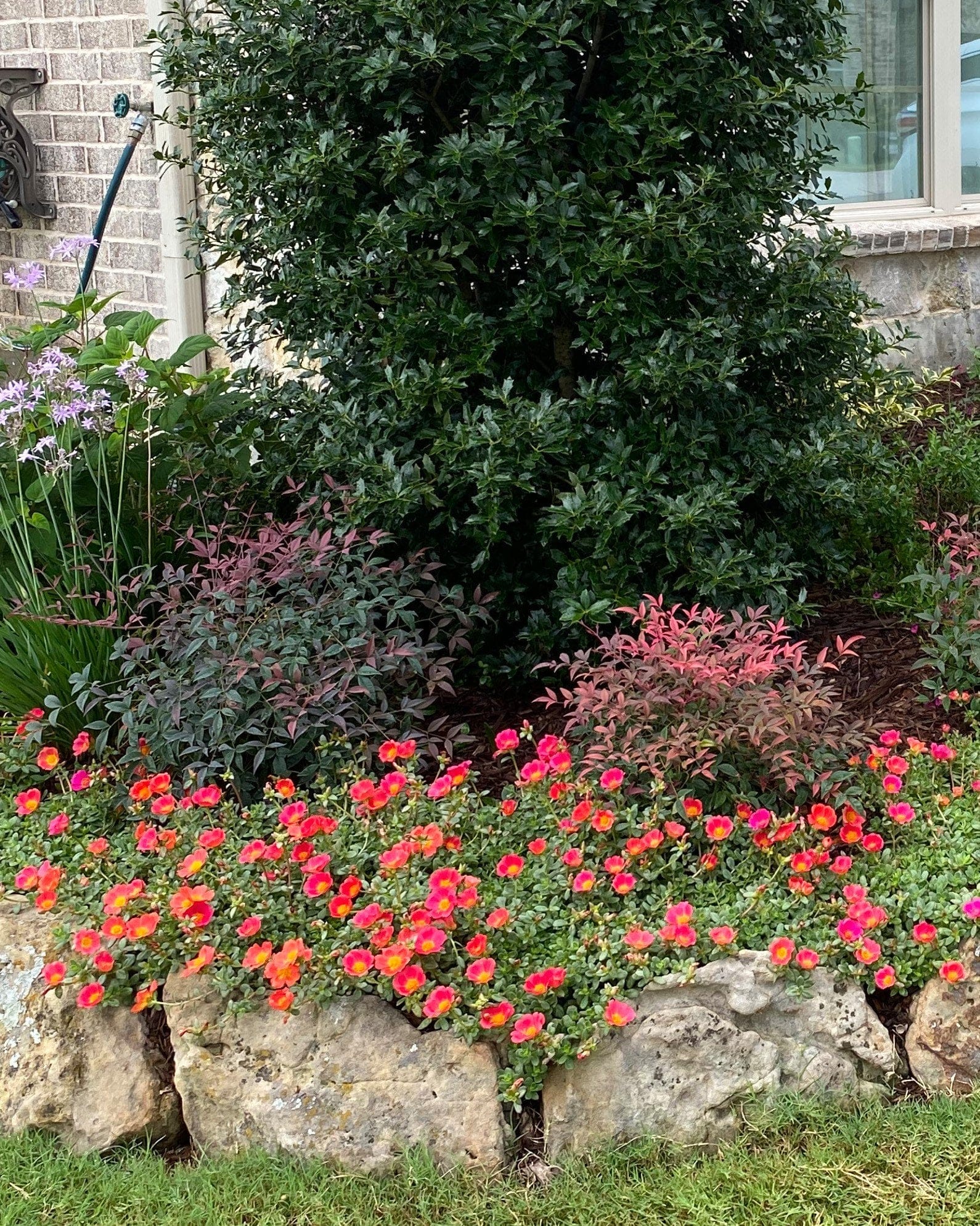 Flirt Nandina - view 4