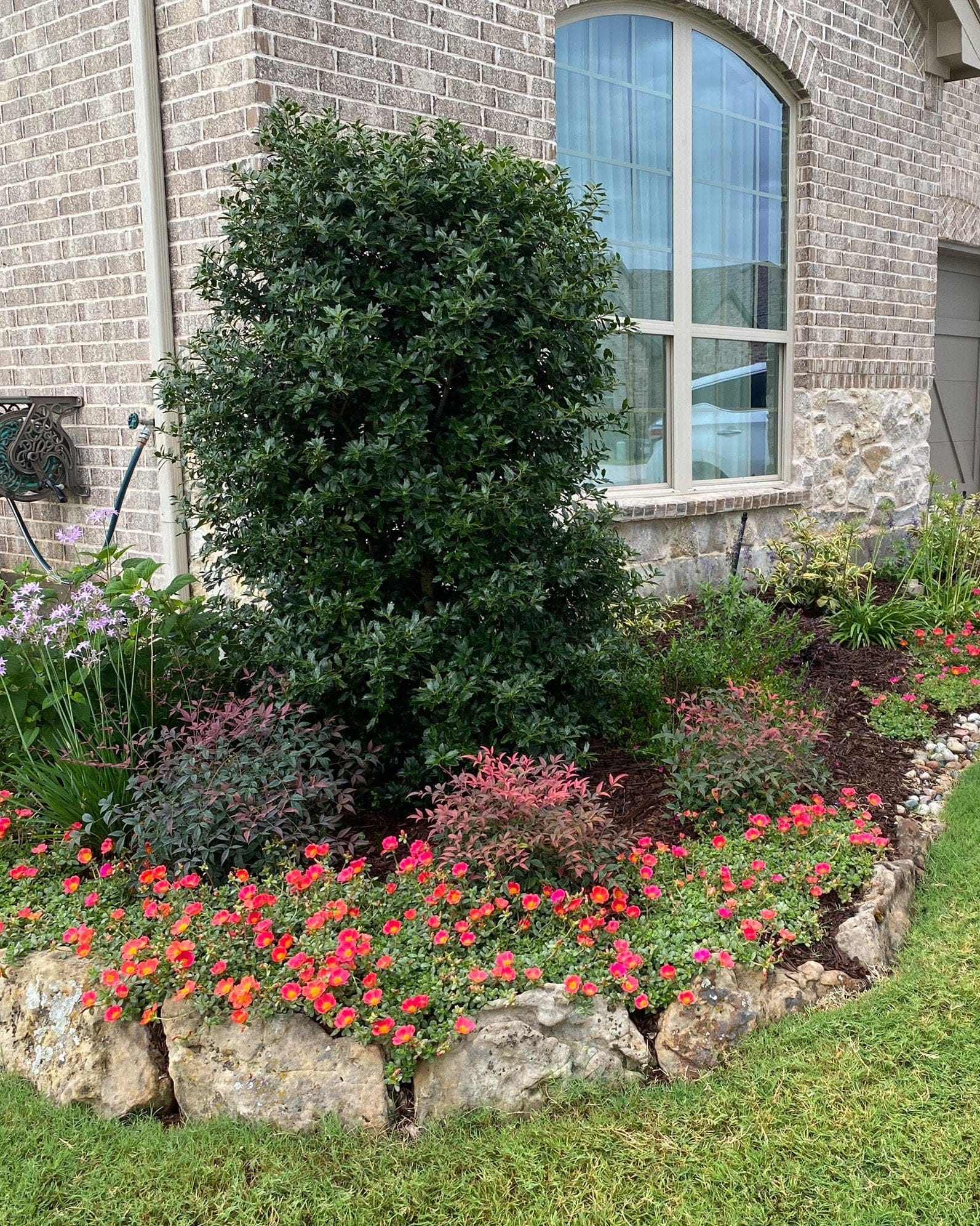 Flirt Nandina - view 5