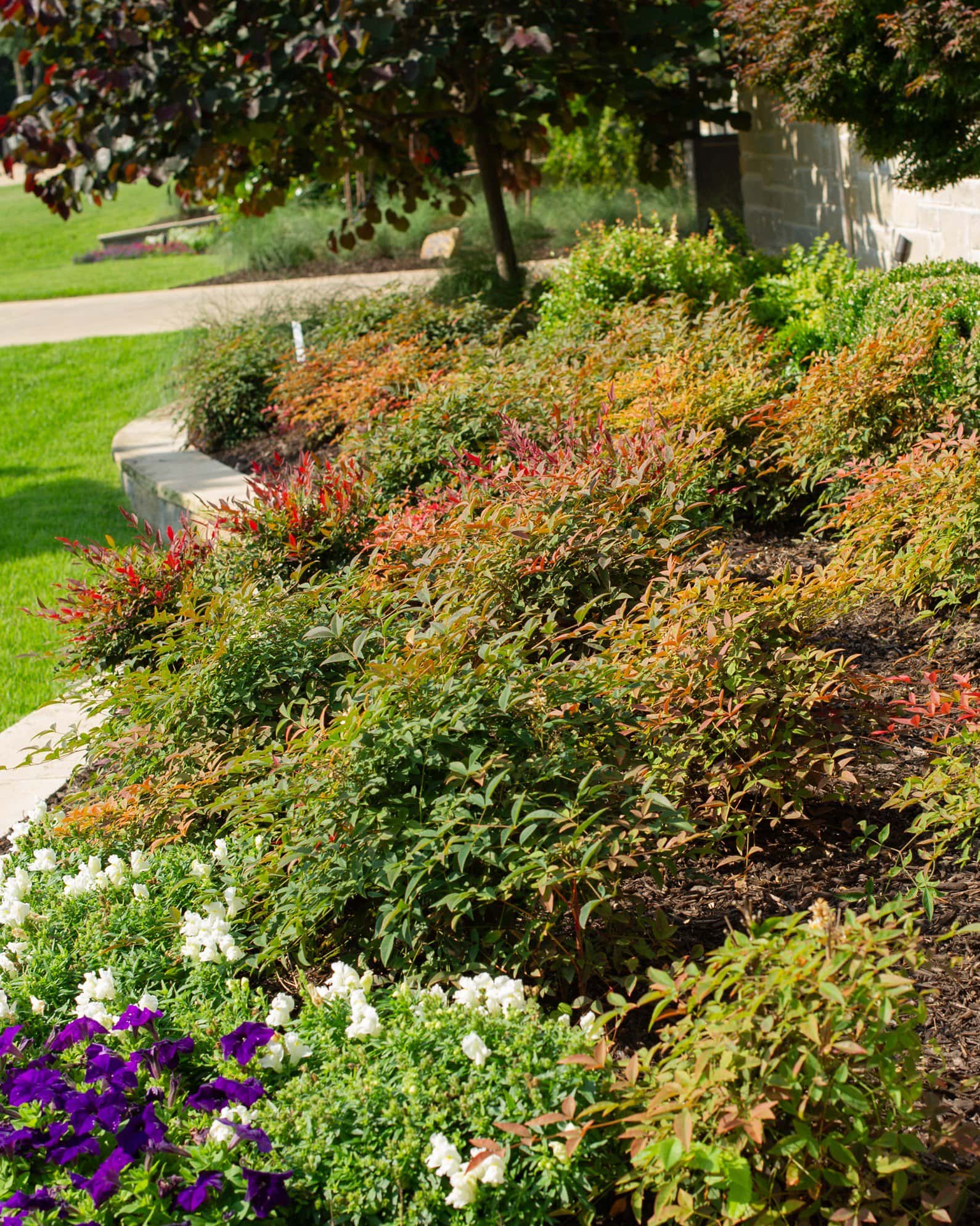 Flirt Nandina - Image 2