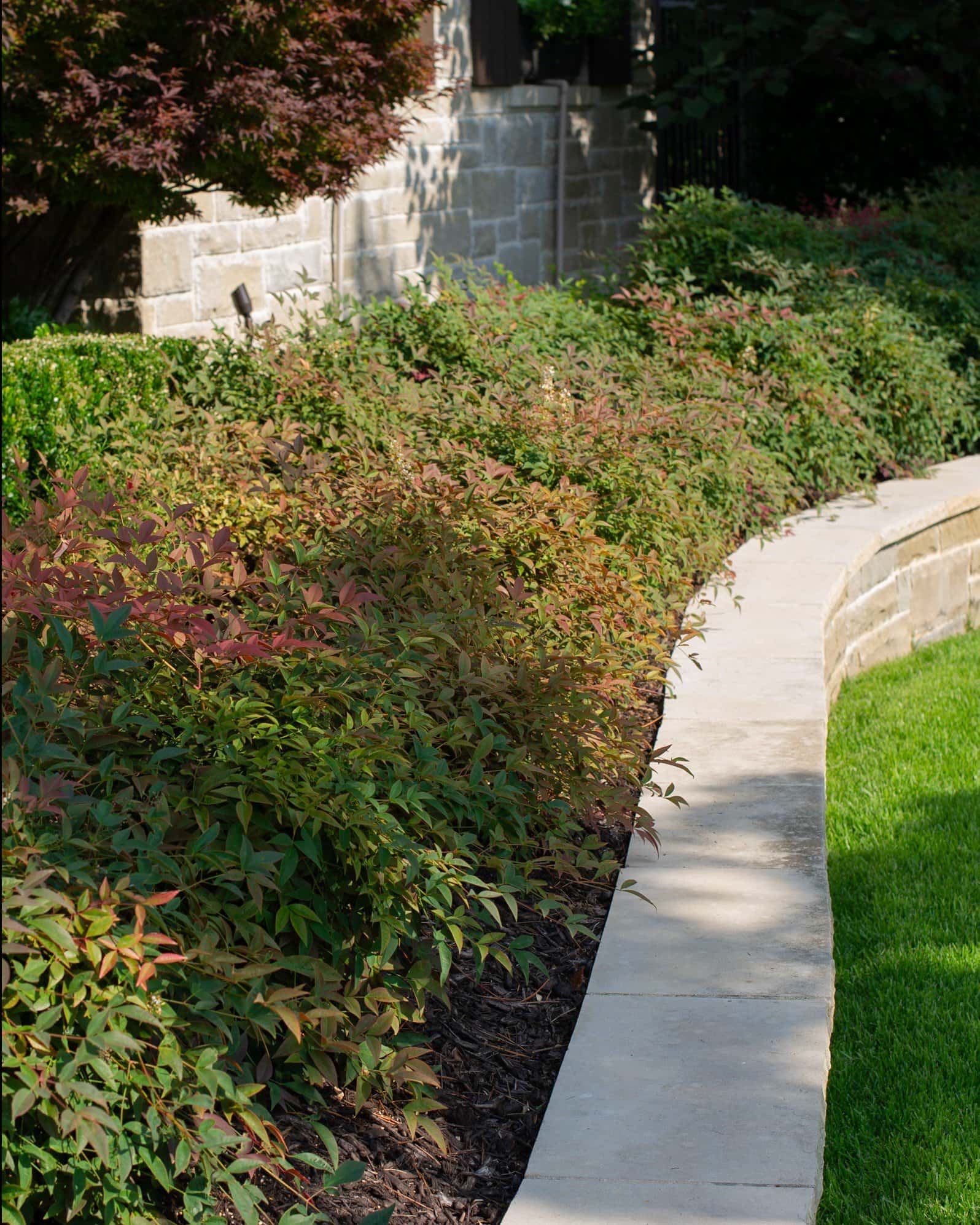 Flirt Nandina - Image 6