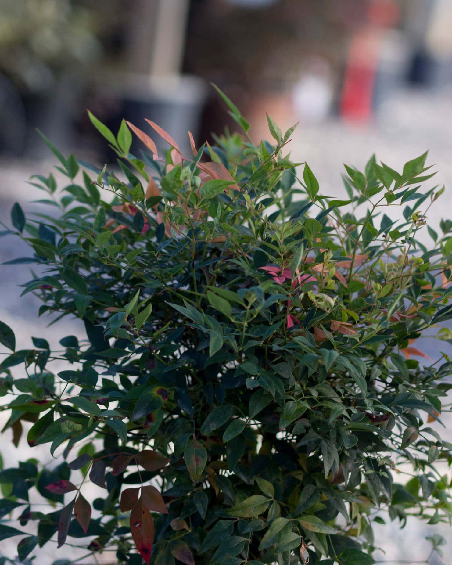 Gulf Stream Nandina - Main Image