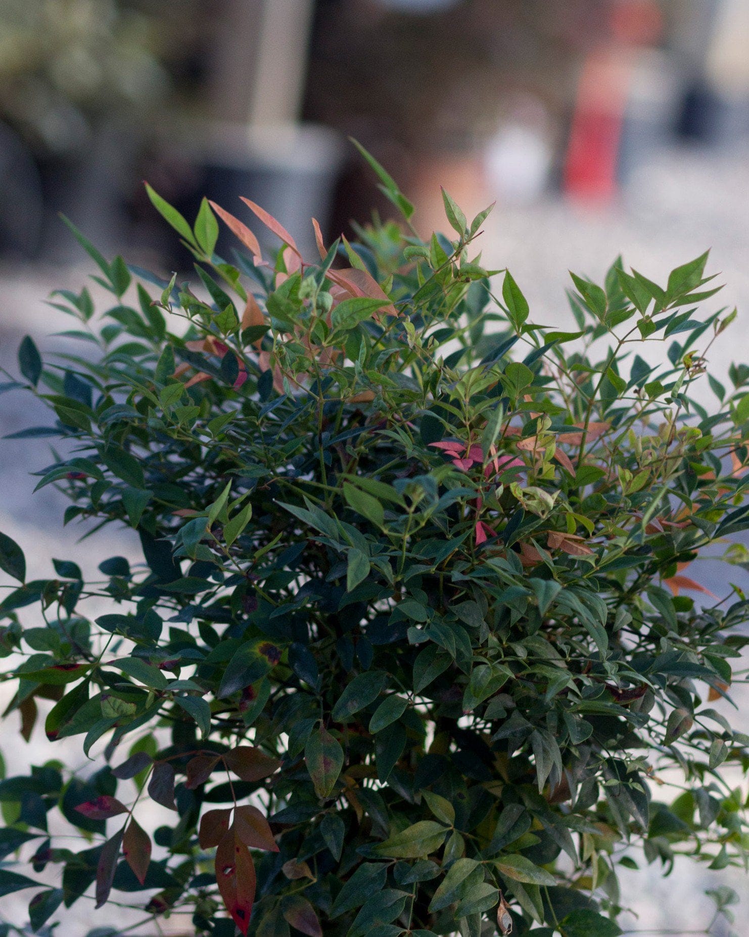 Gulf Stream Nandina