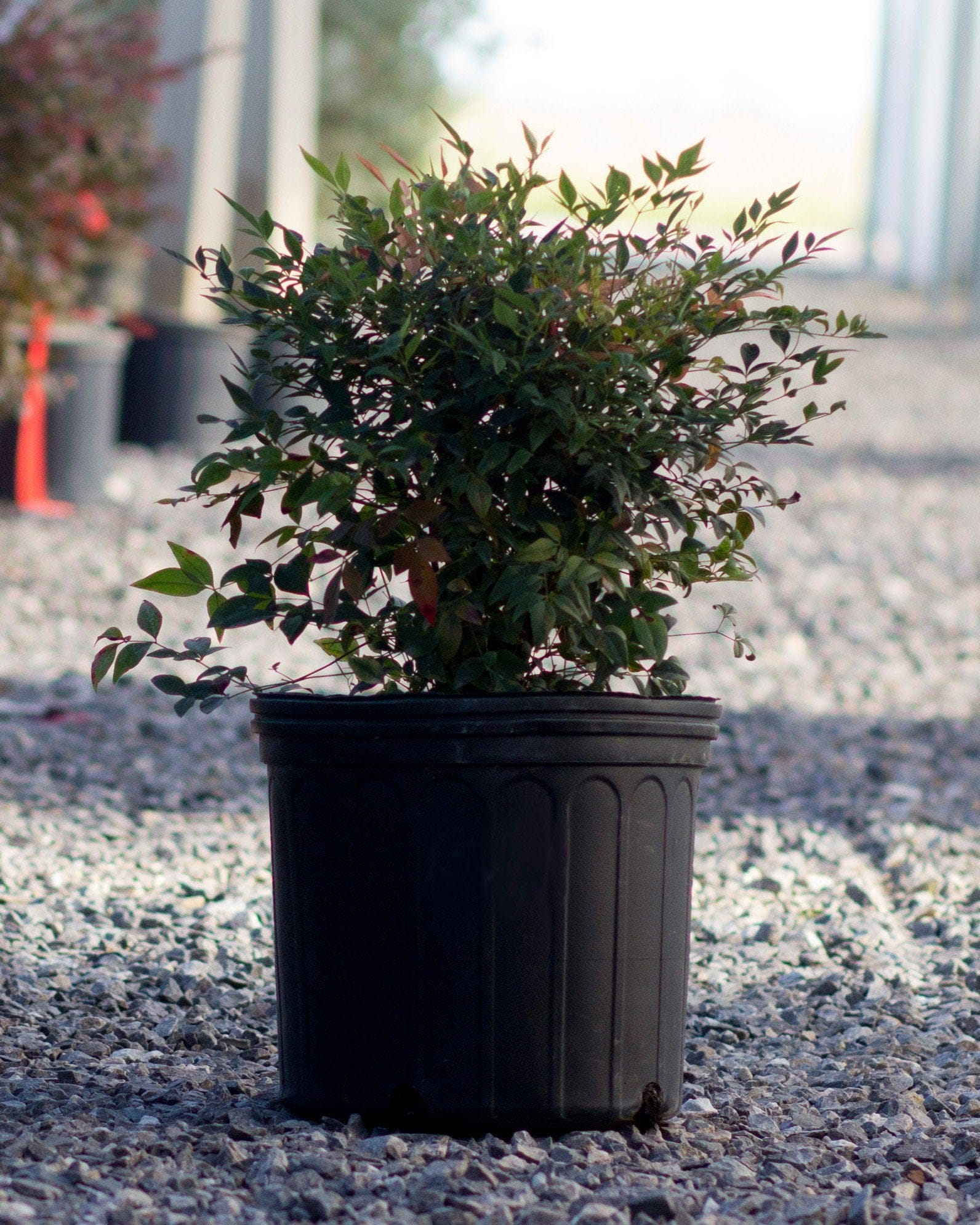 Gulf Stream Nandina - view 2