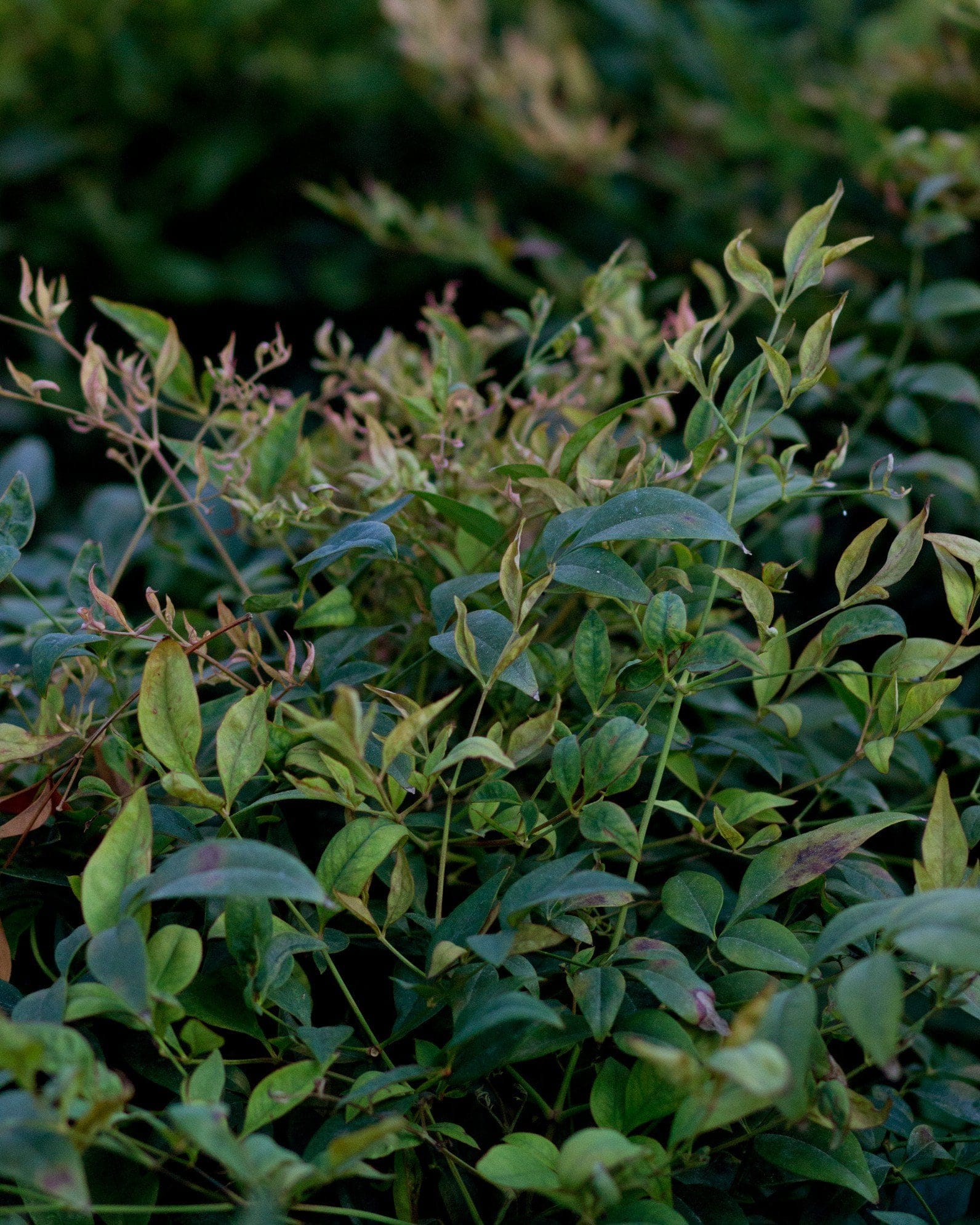 Gulf Stream Nandina - view 3