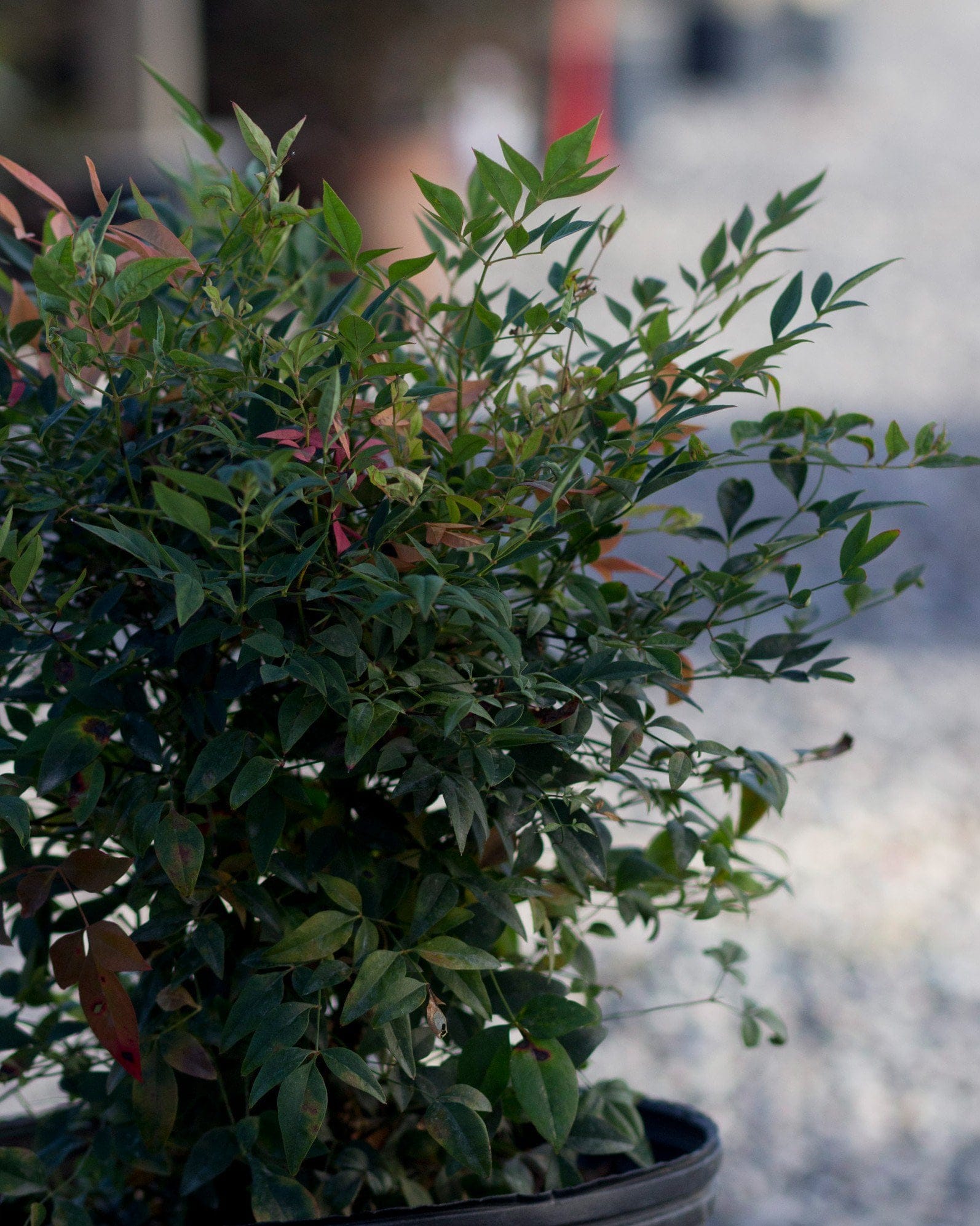 Gulf Stream Nandina - view 4