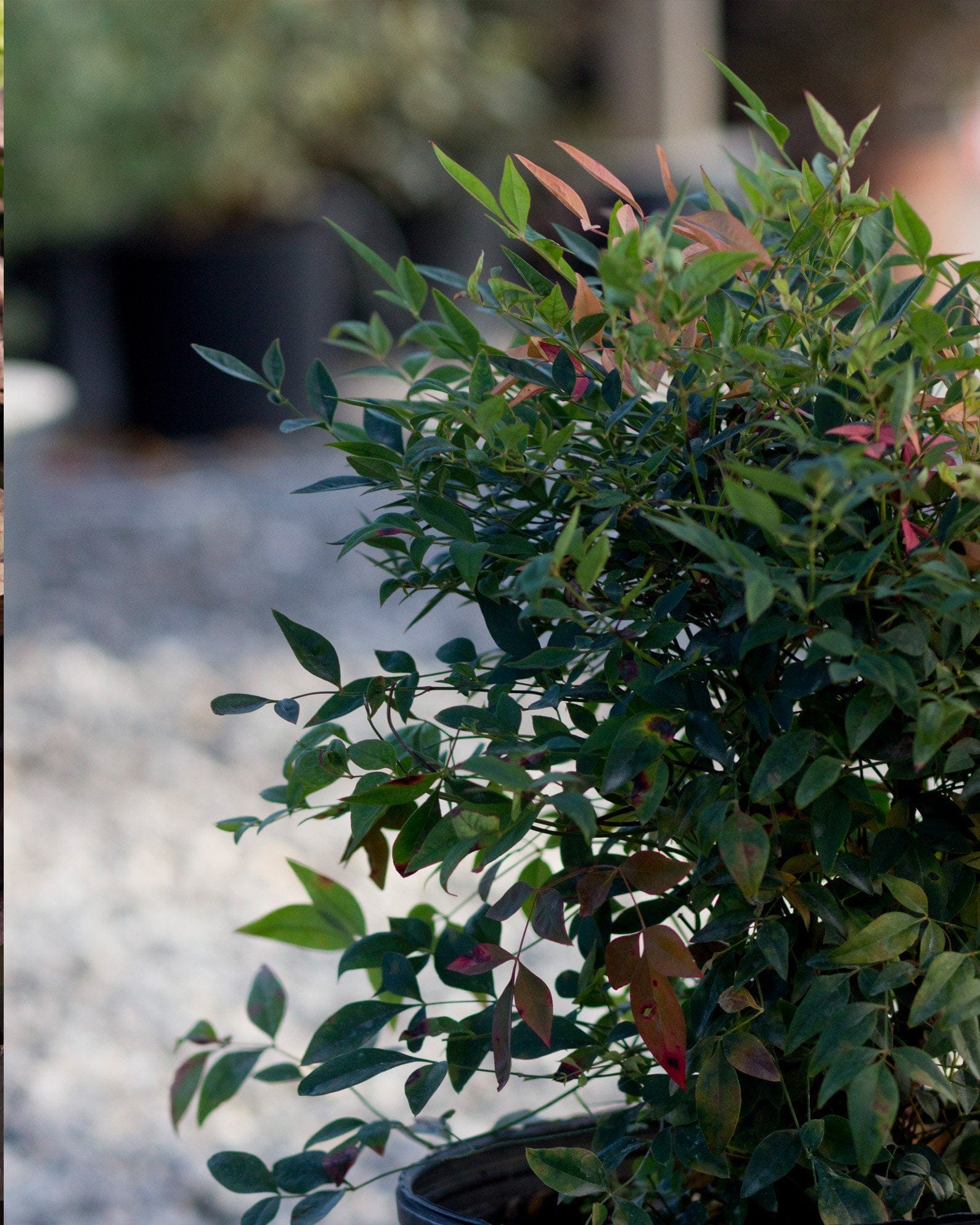 Gulf Stream Nandina - view 5
