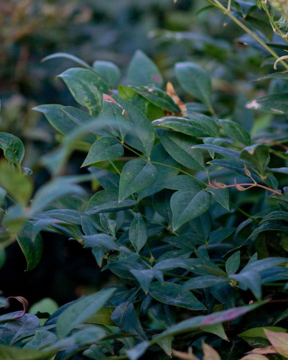 Gulf Stream Nandina - Image 5