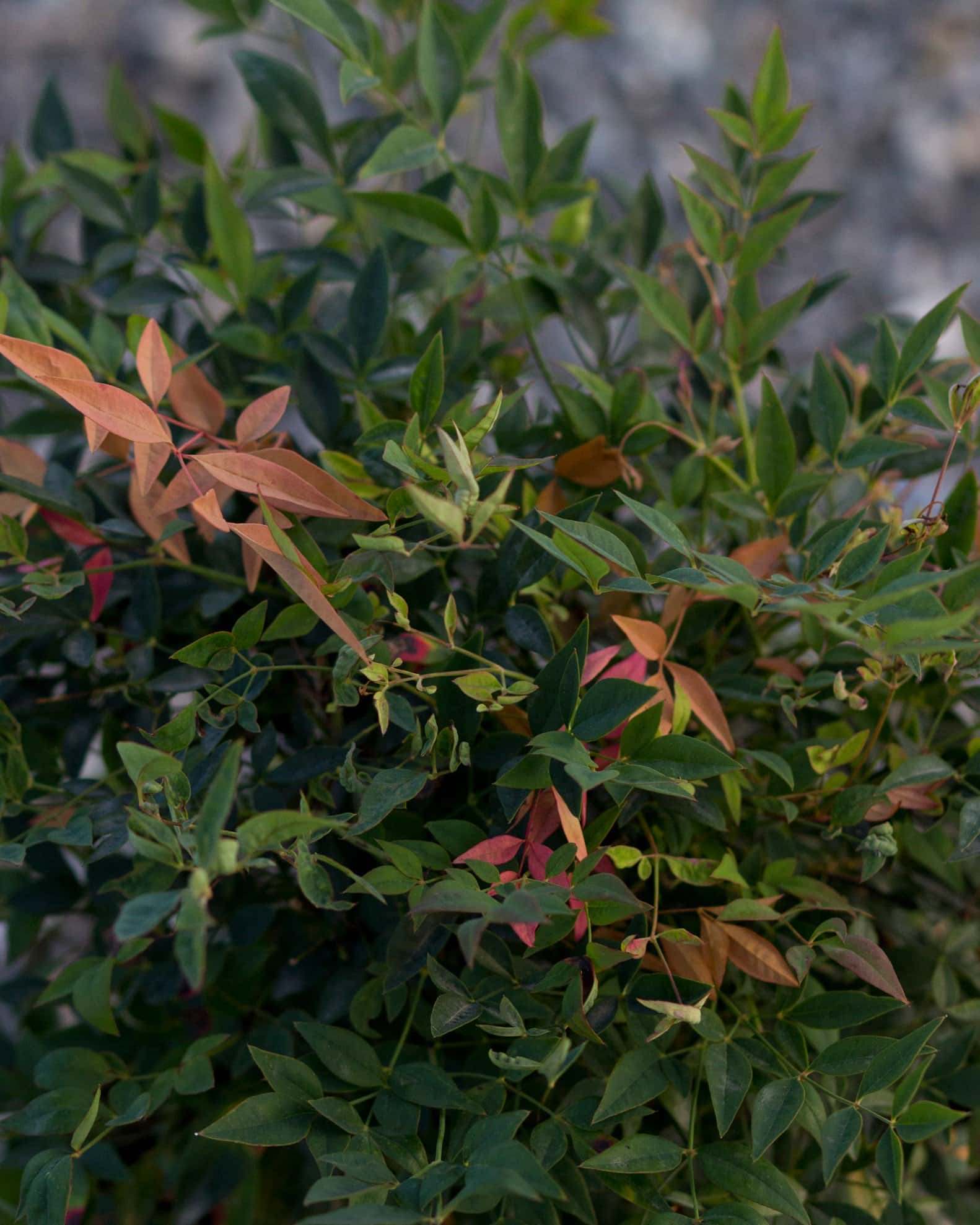 Gulf Stream Nandina - Image 6