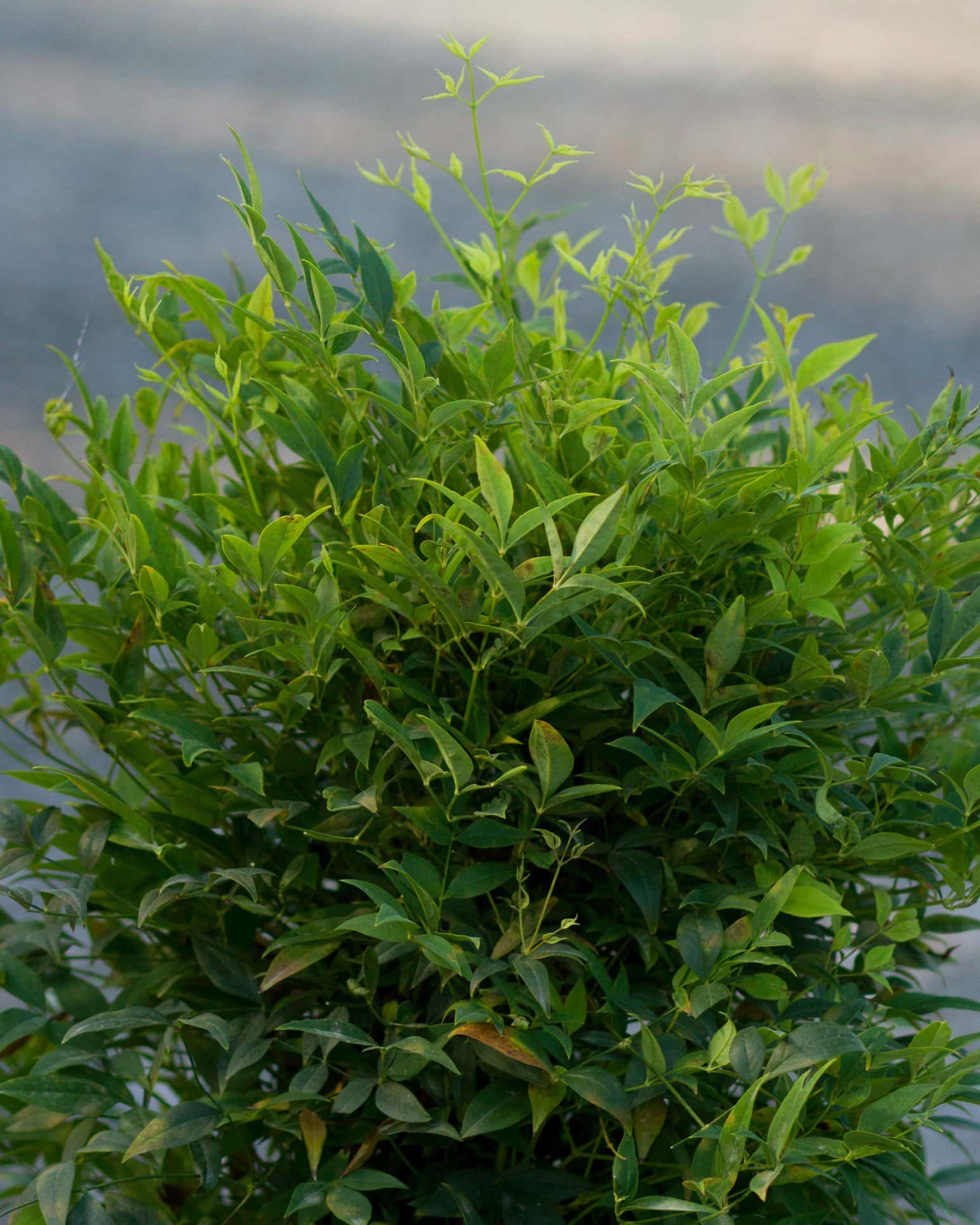 Lemon Lime Nandina - Main Image