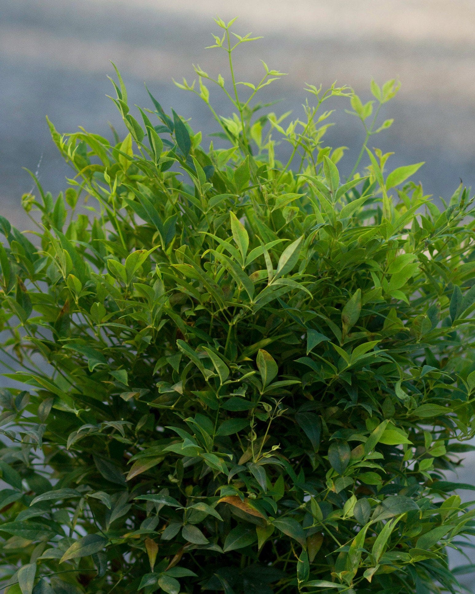 Lemon Lime Nandina