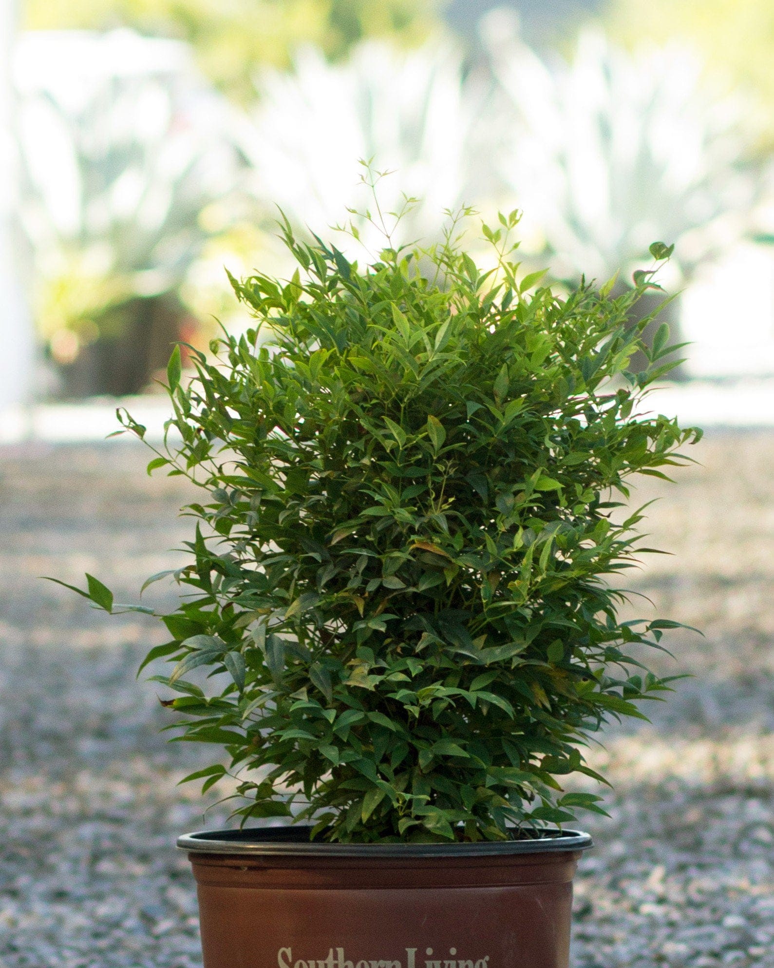 Lemon Lime Nandina - view 2