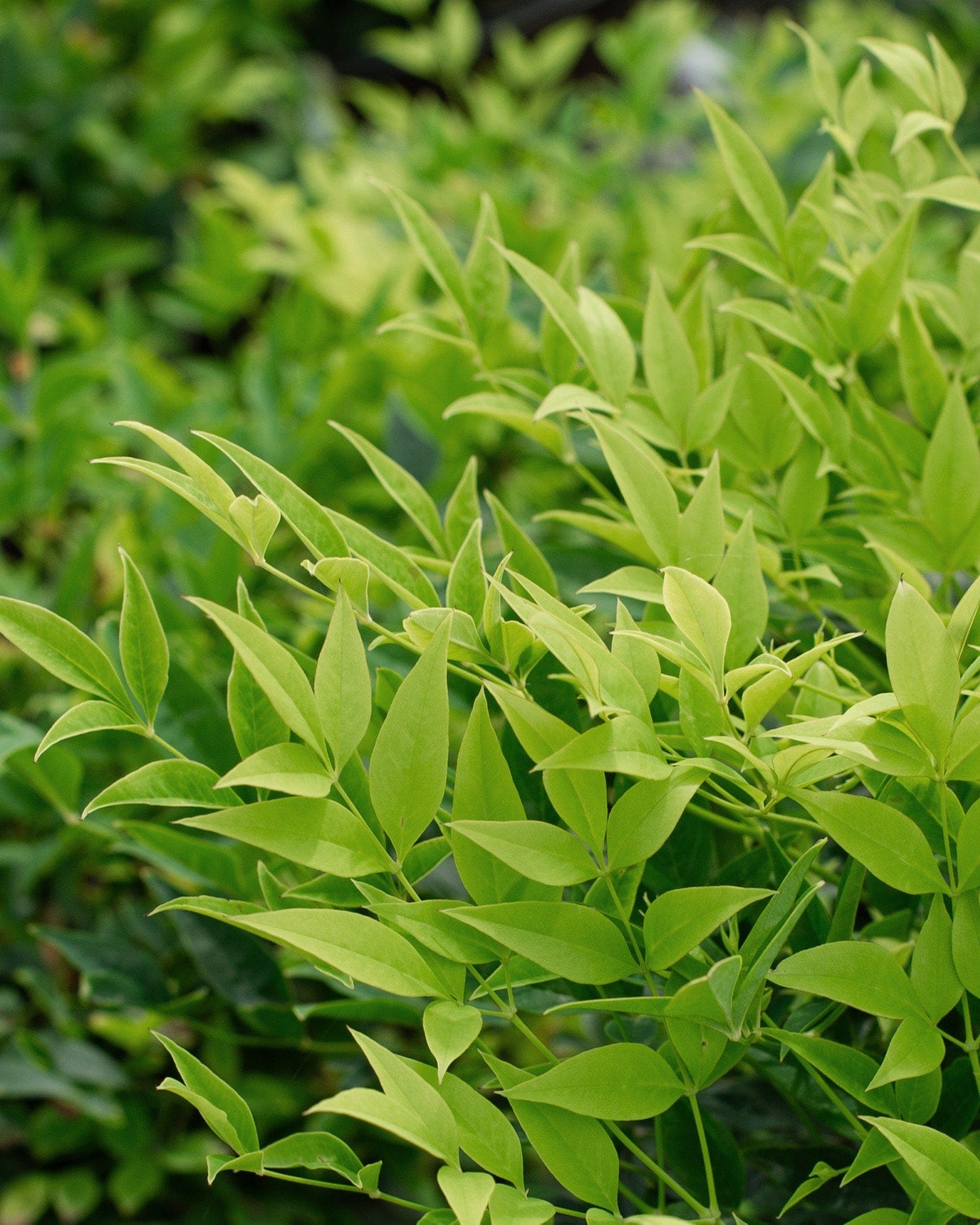 Lemon Lime Nandina - view 3