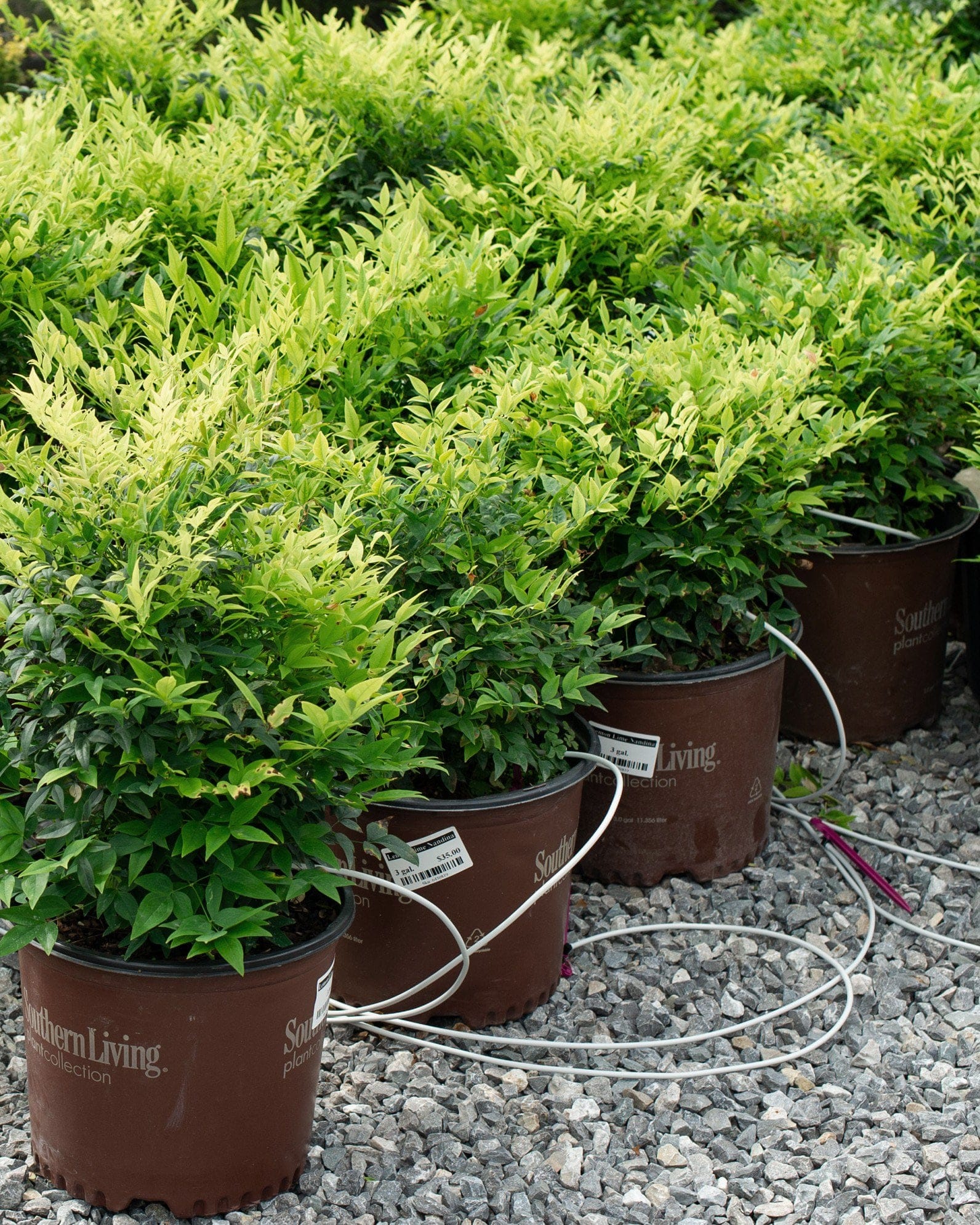 Lemon Lime Nandina - view 4