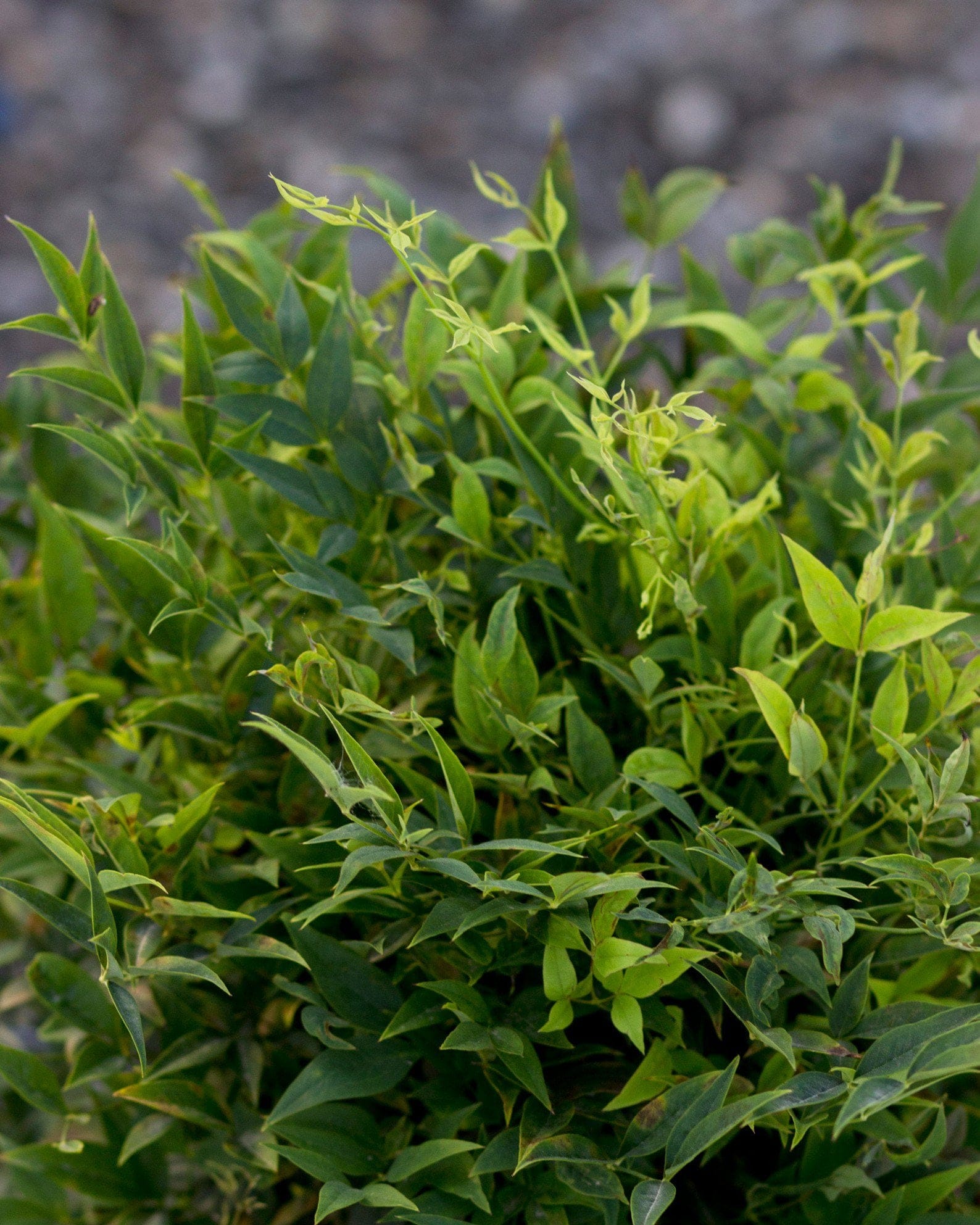 Lemon Lime Nandina - view 5
