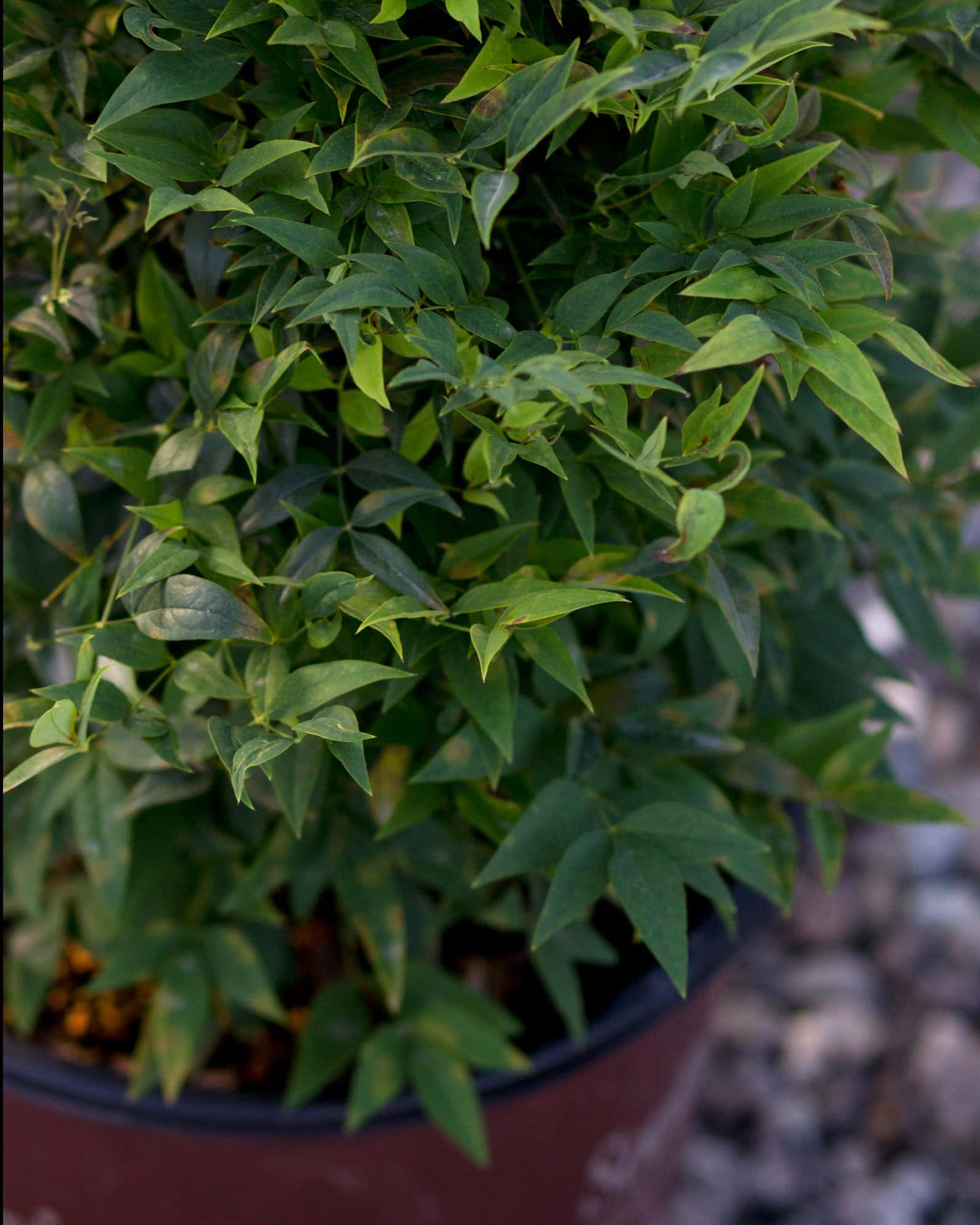 Lemon Lime Nandina - Image 1