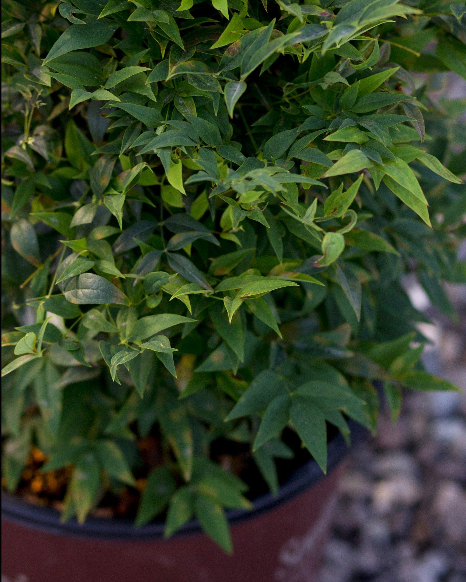 Lemon Lime Nandina - Image 1