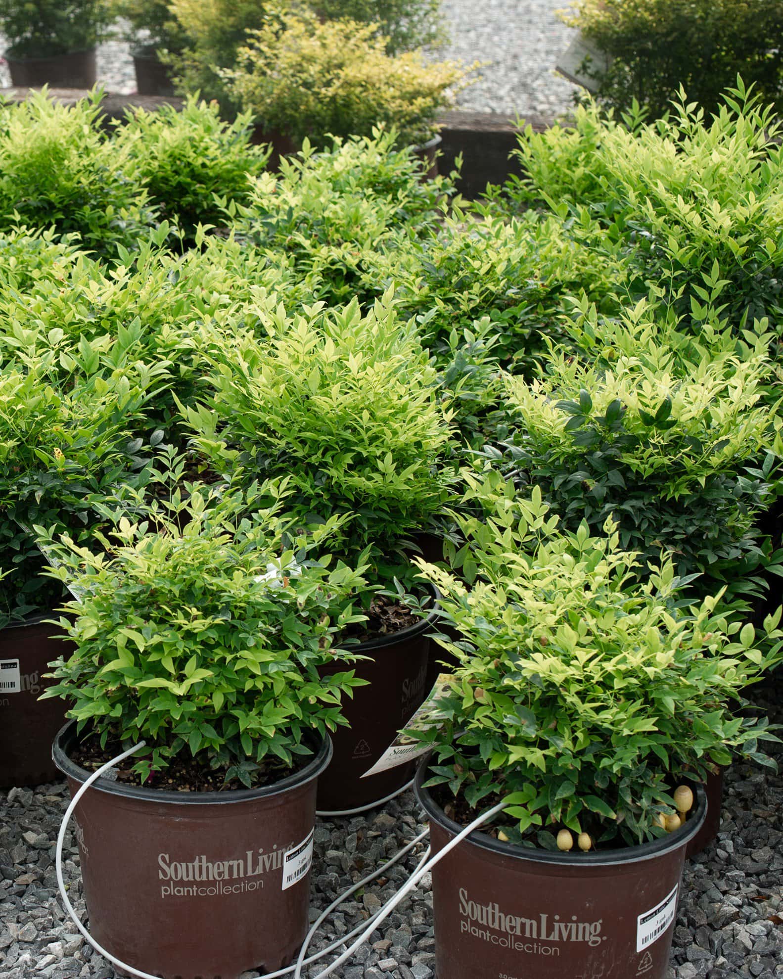 Lemon Lime Nandina - Image 2