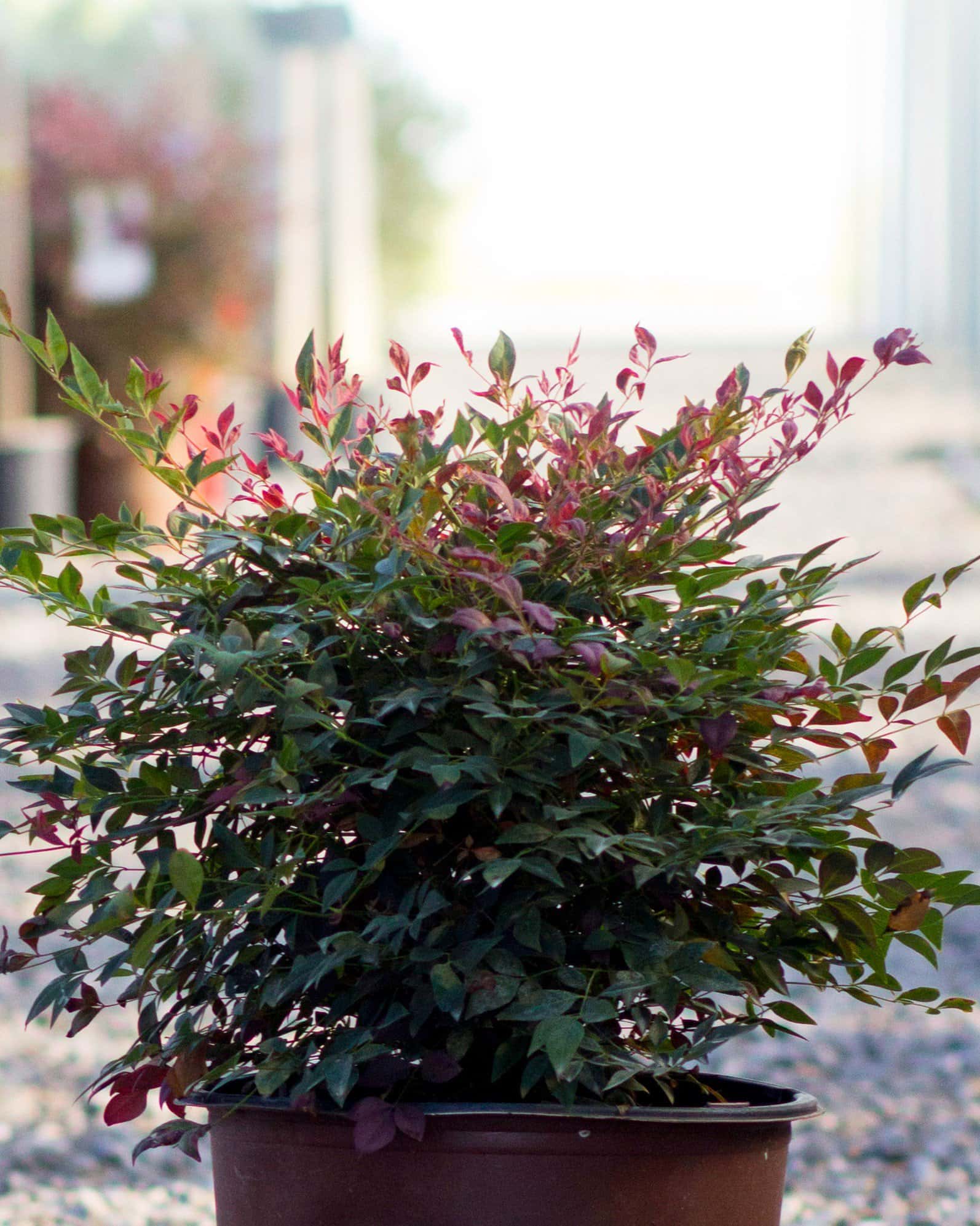 Obsession Nandina - Main Image
