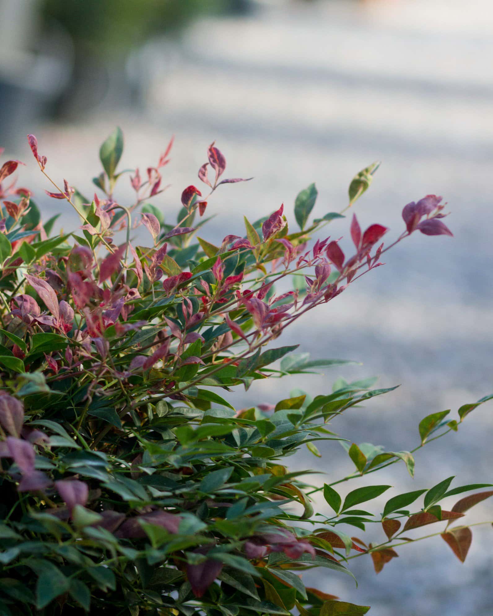 Obsession Nandina - Image 5