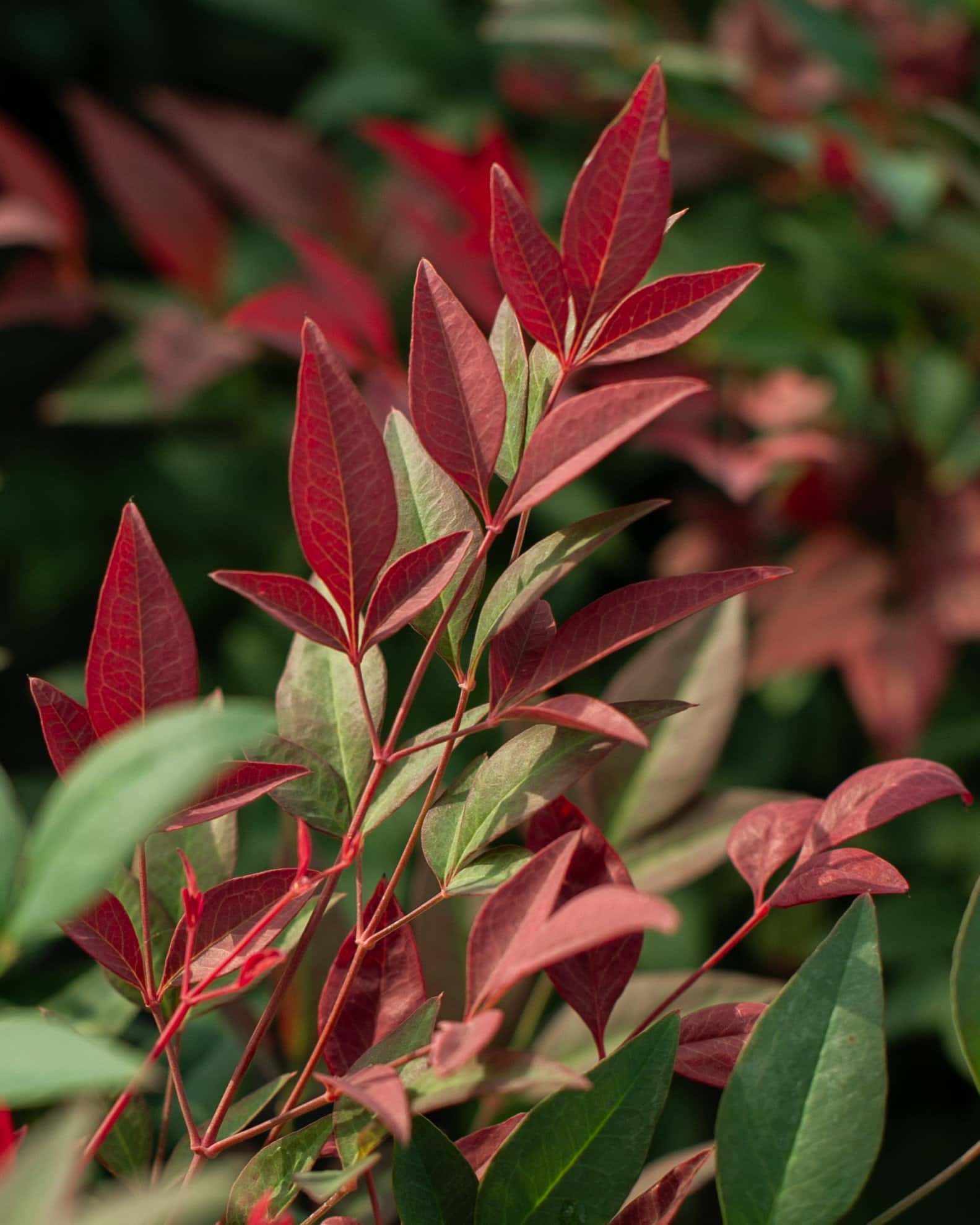 Obsession Nandina - Image 3