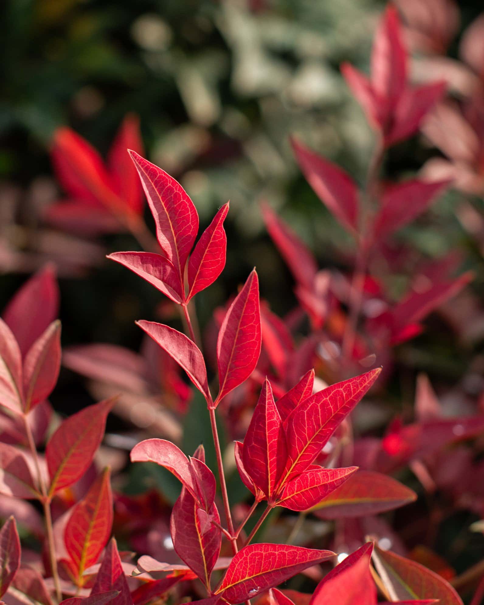 Obsession Nandina - Image 7