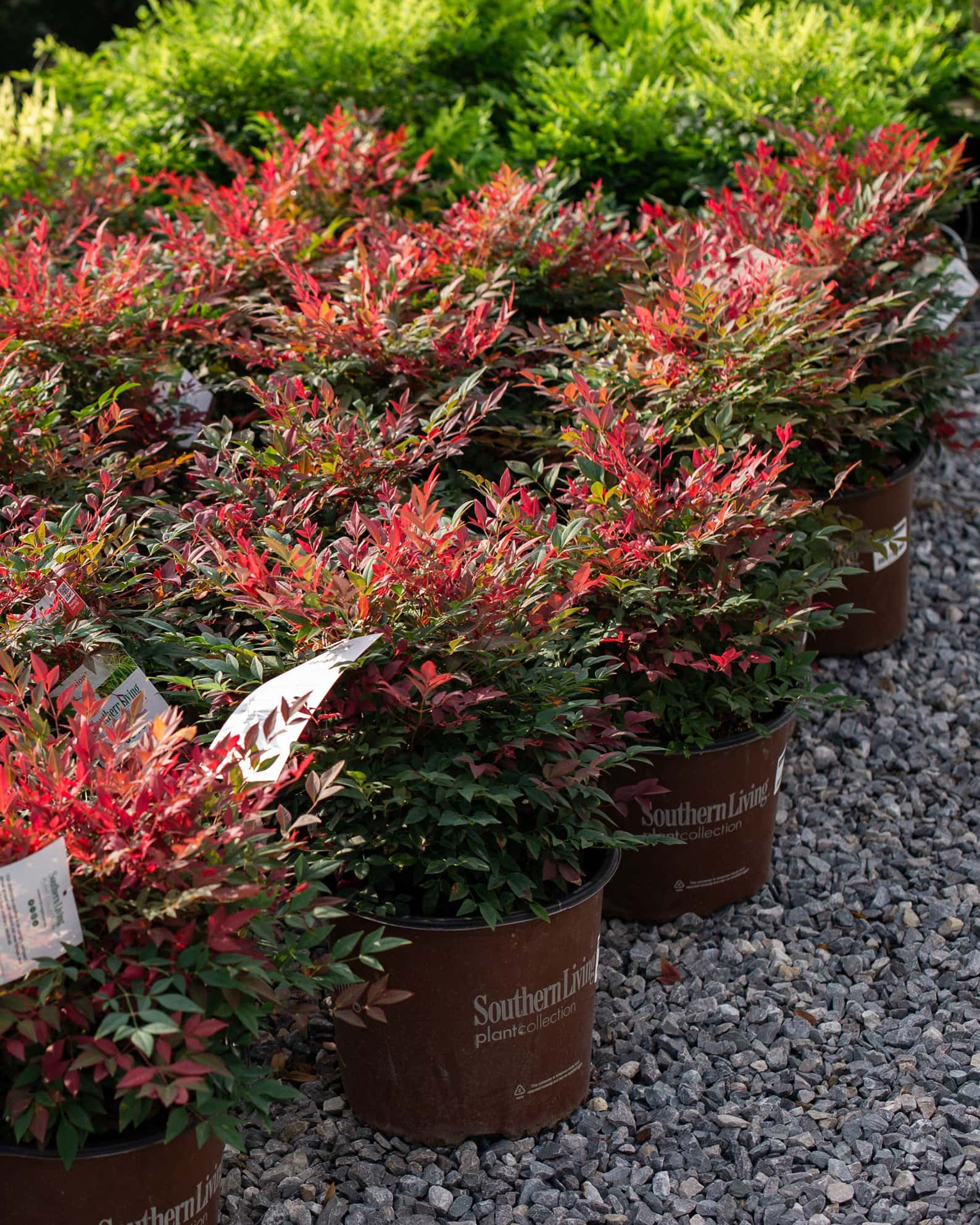 Obsession Nandina - Image 4