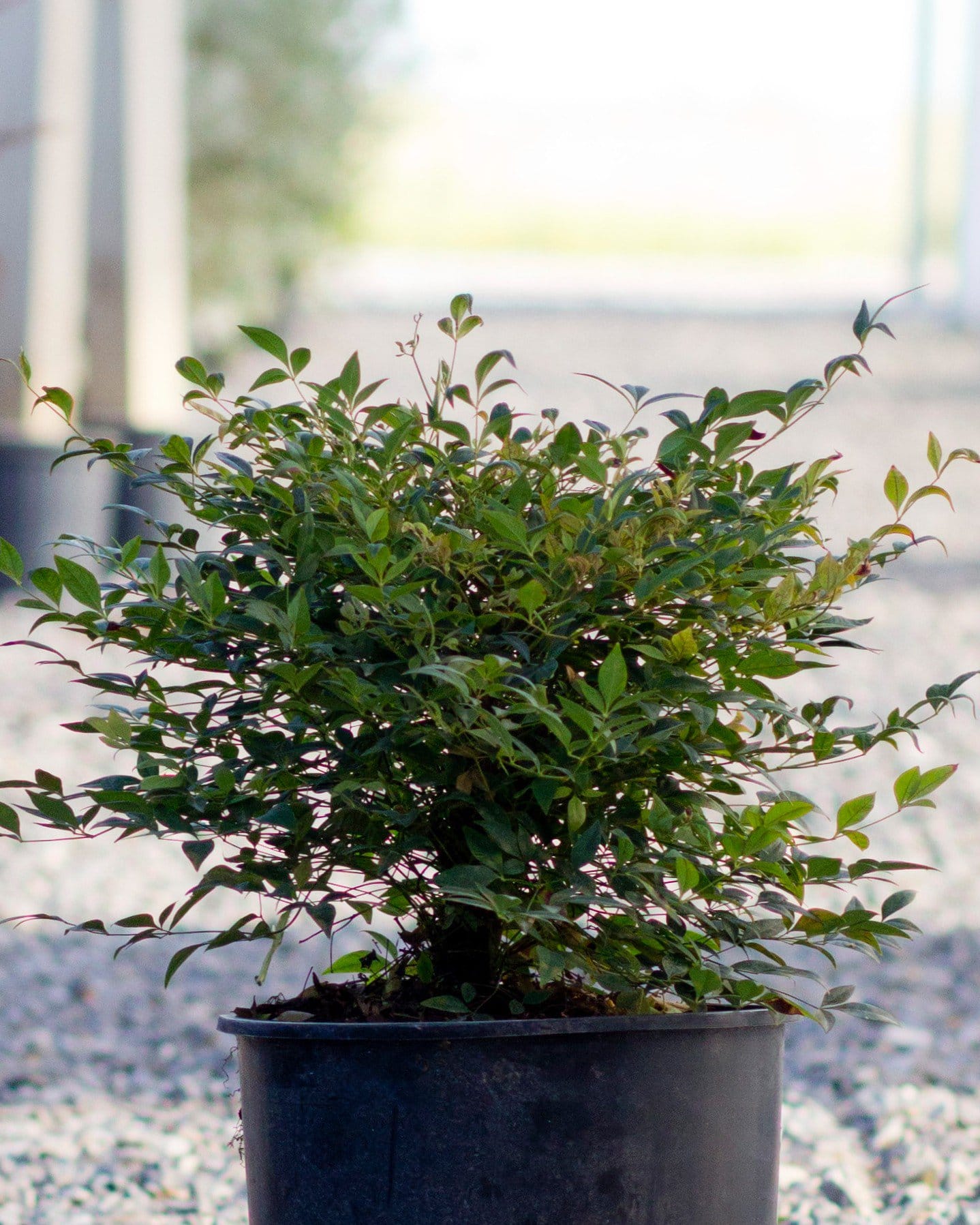 Sunray Nandina