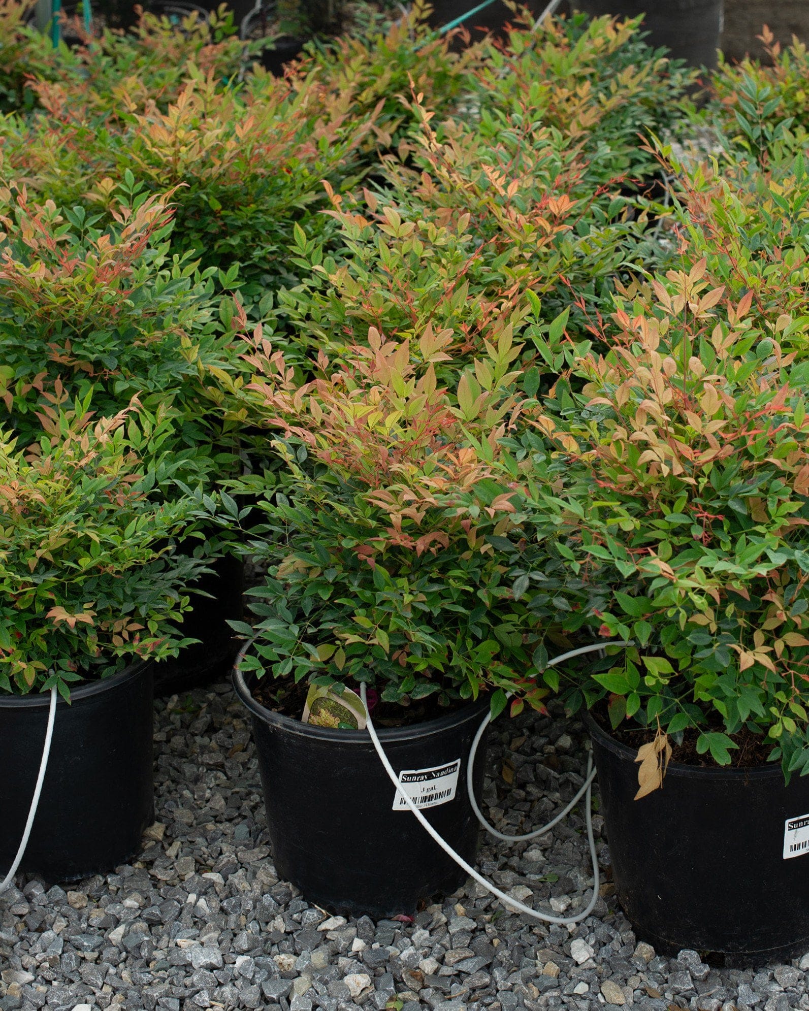 Sunray Nandina - view 3