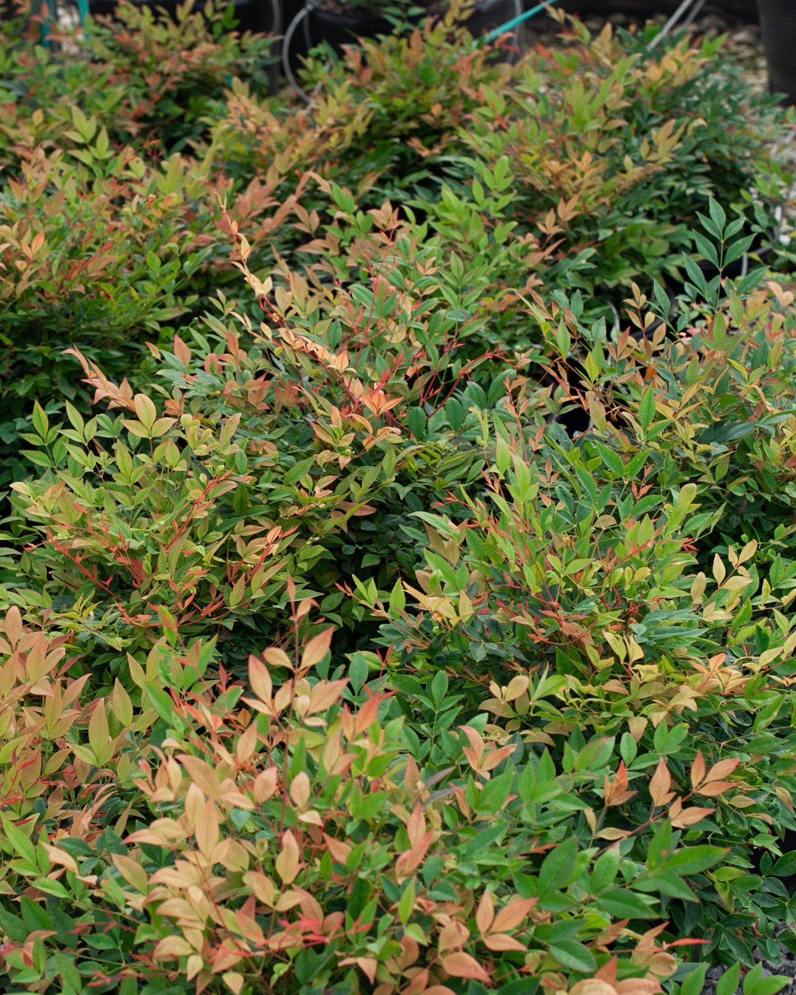 Sunray Nandina - view 4