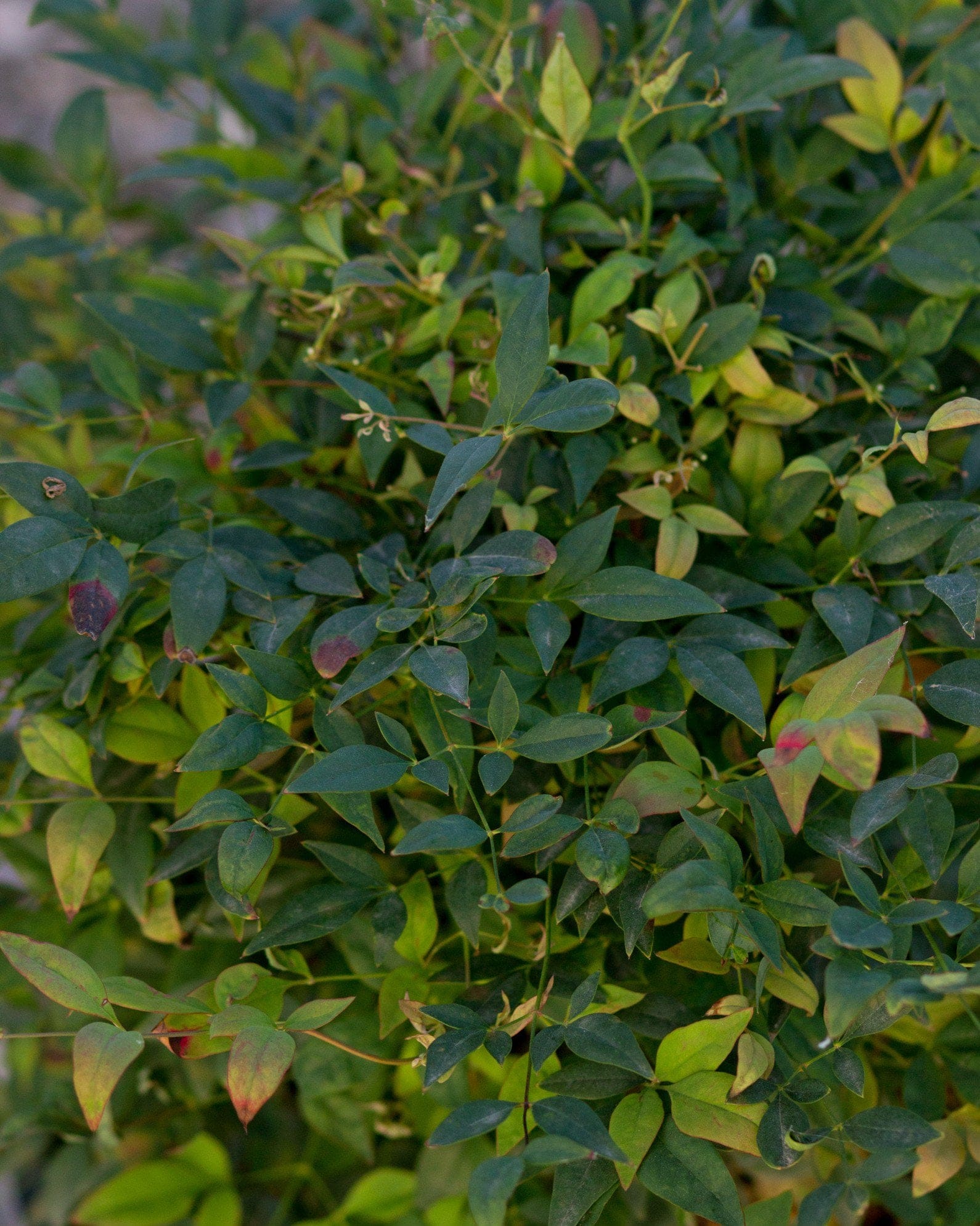 Sunray Nandina - view 5