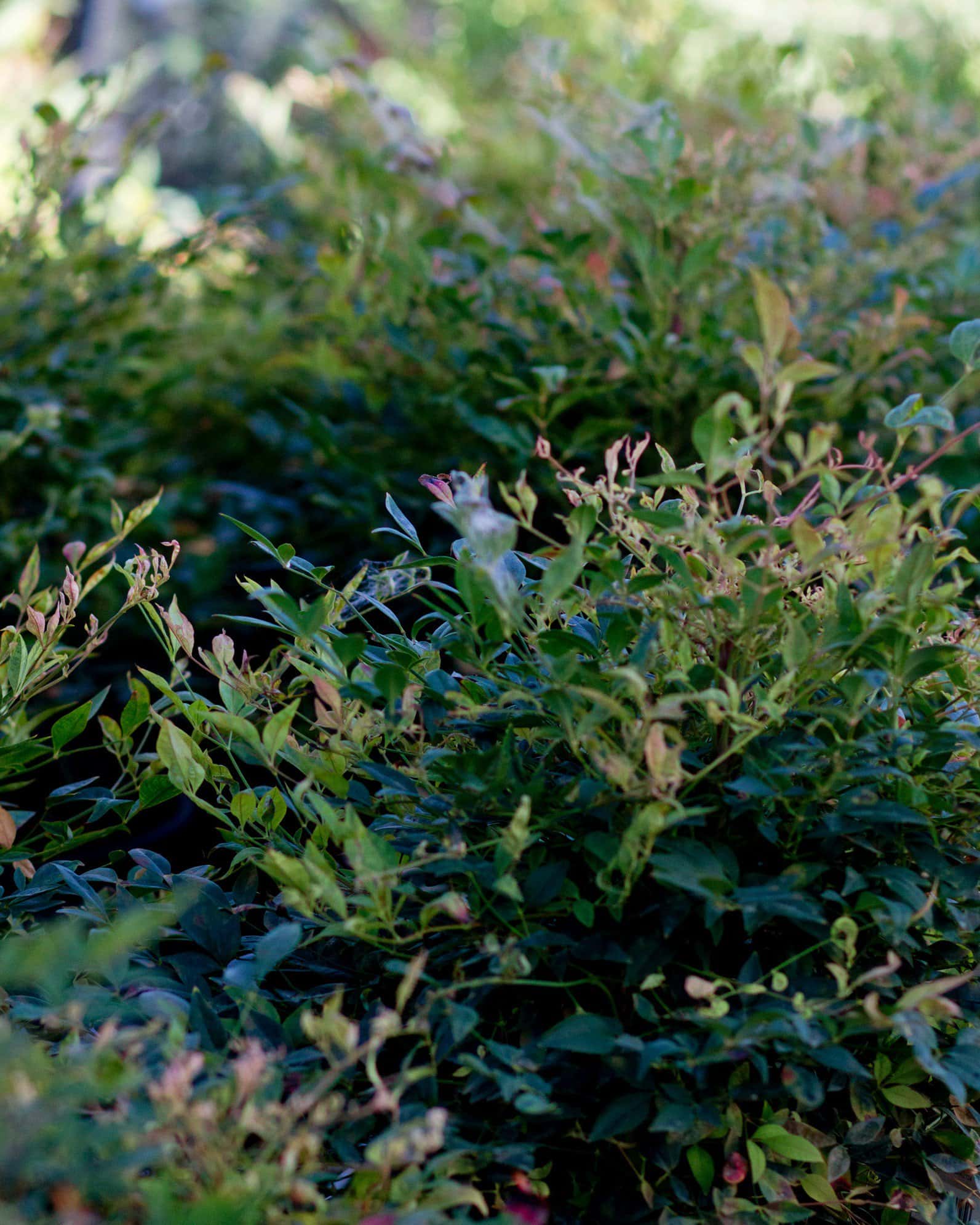 Sunray Nandina - Image 3