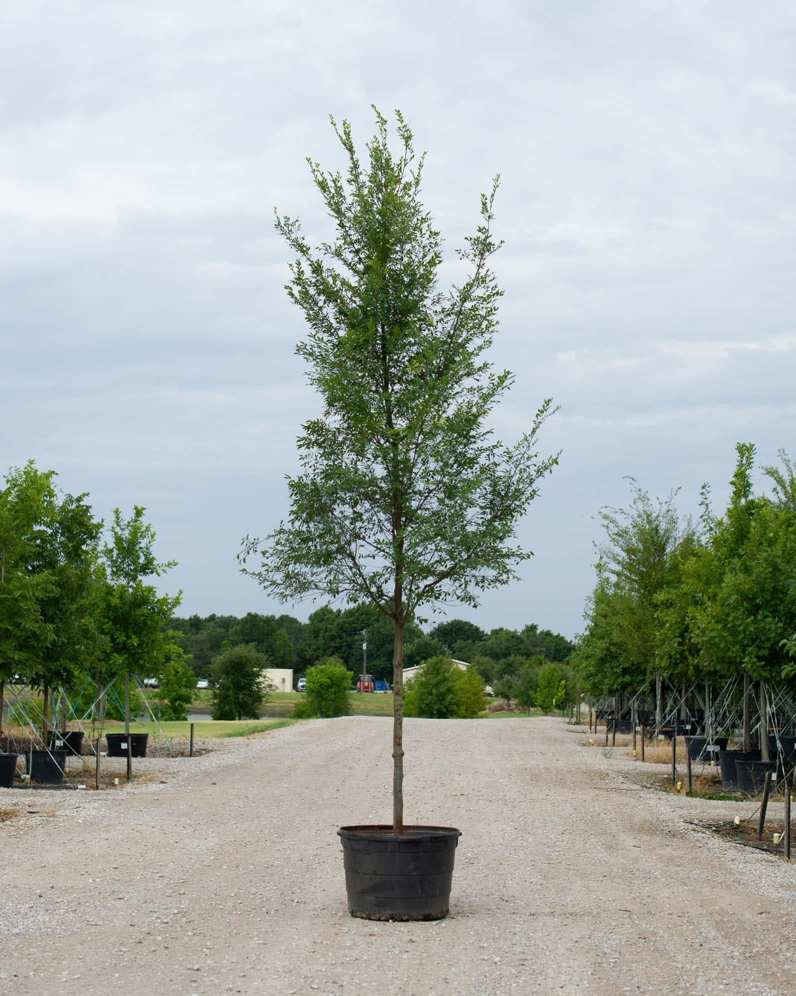 Bosque Elm - Main Image