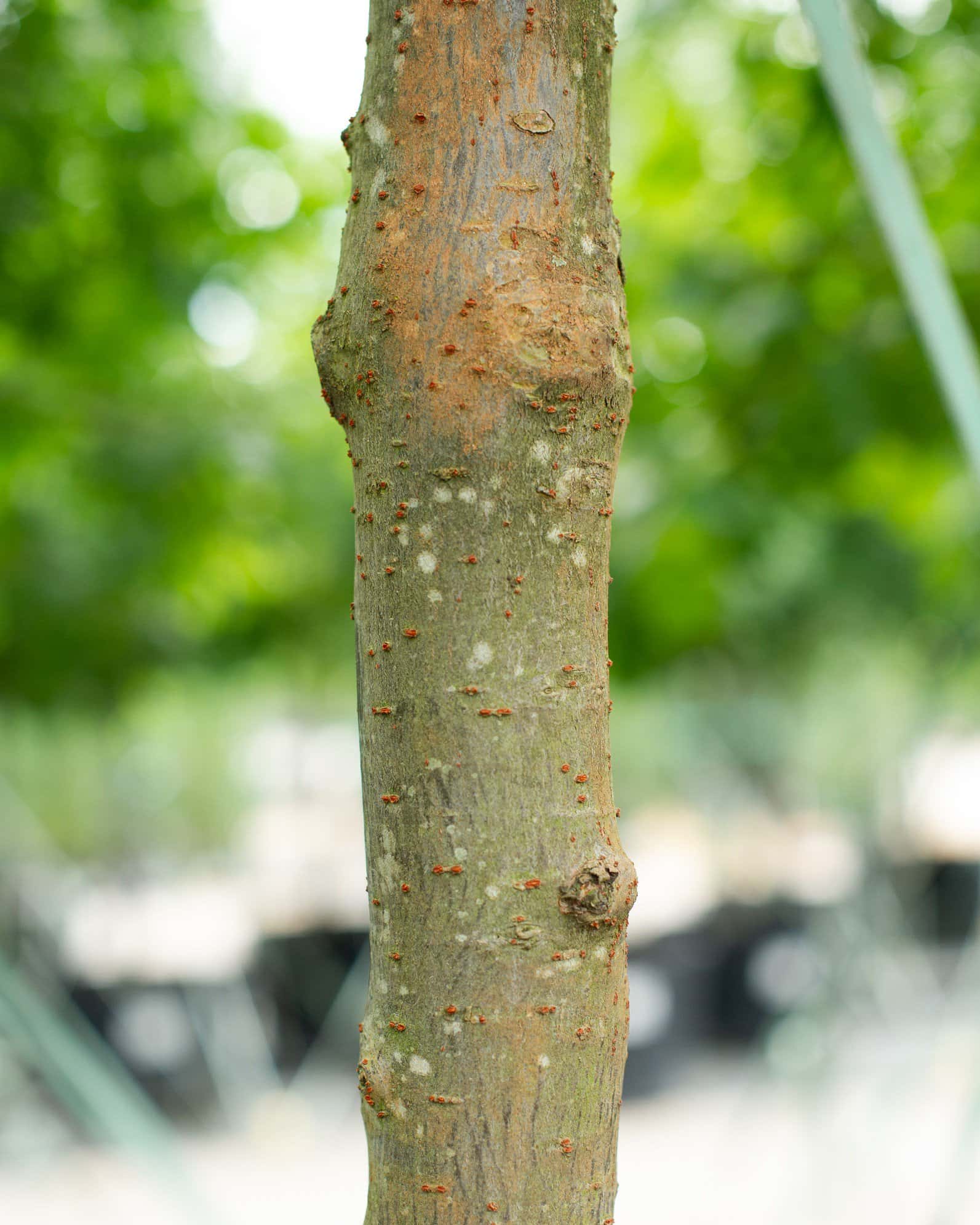 Bosque Elm - Image 4