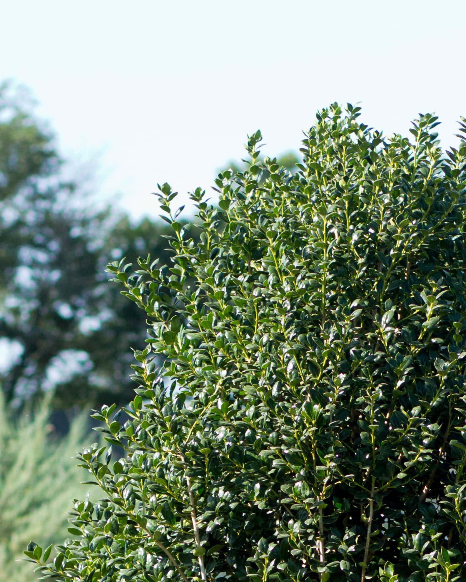 Burford Holly Tree Form - Image 2