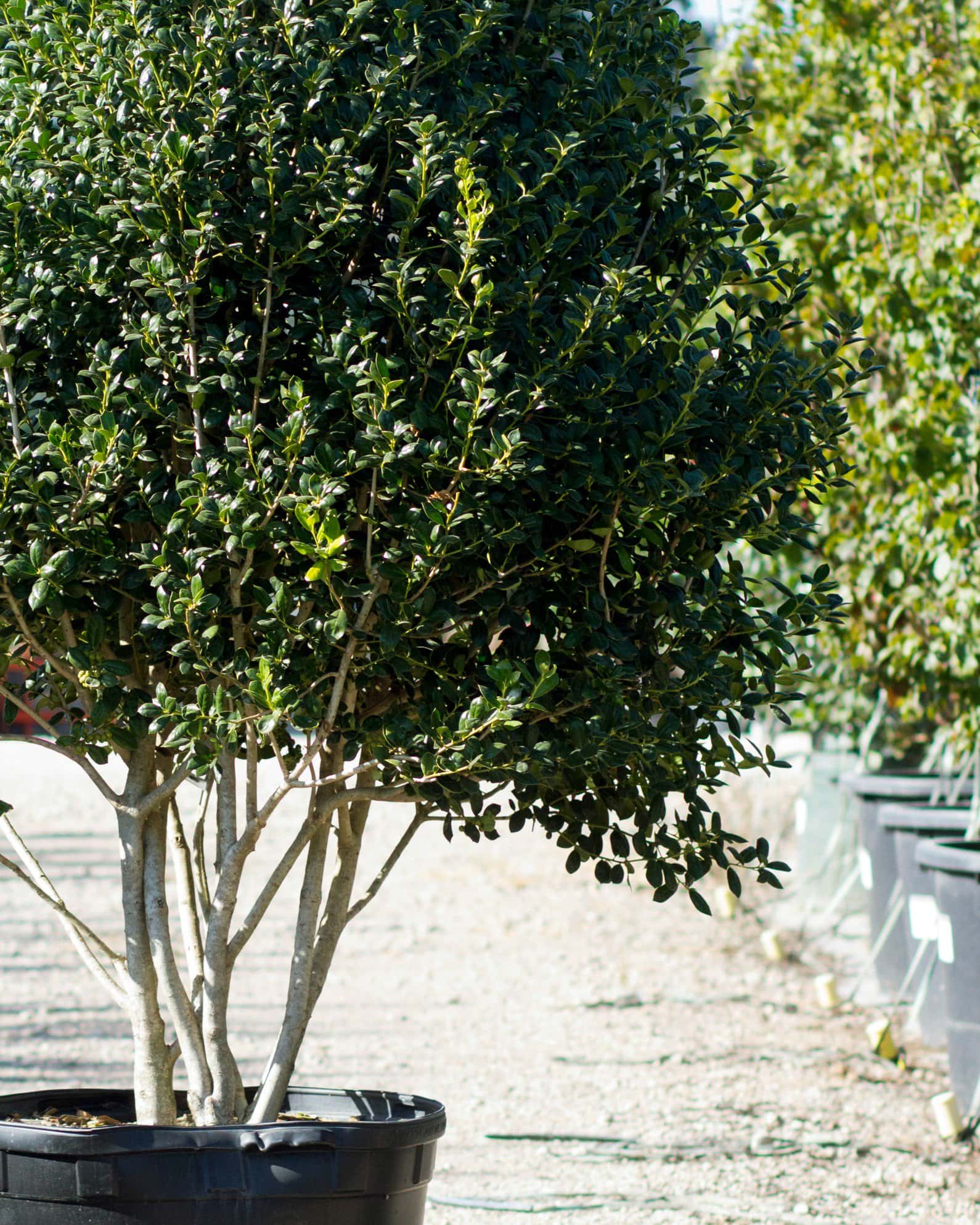 Burford Holly Tree Form - Image 6