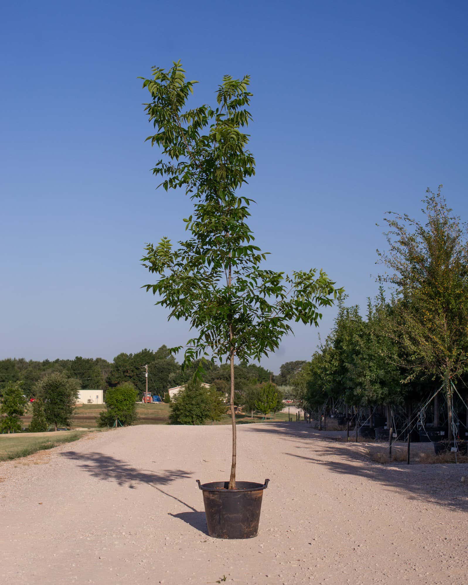 Caddo Pecan - Main Image