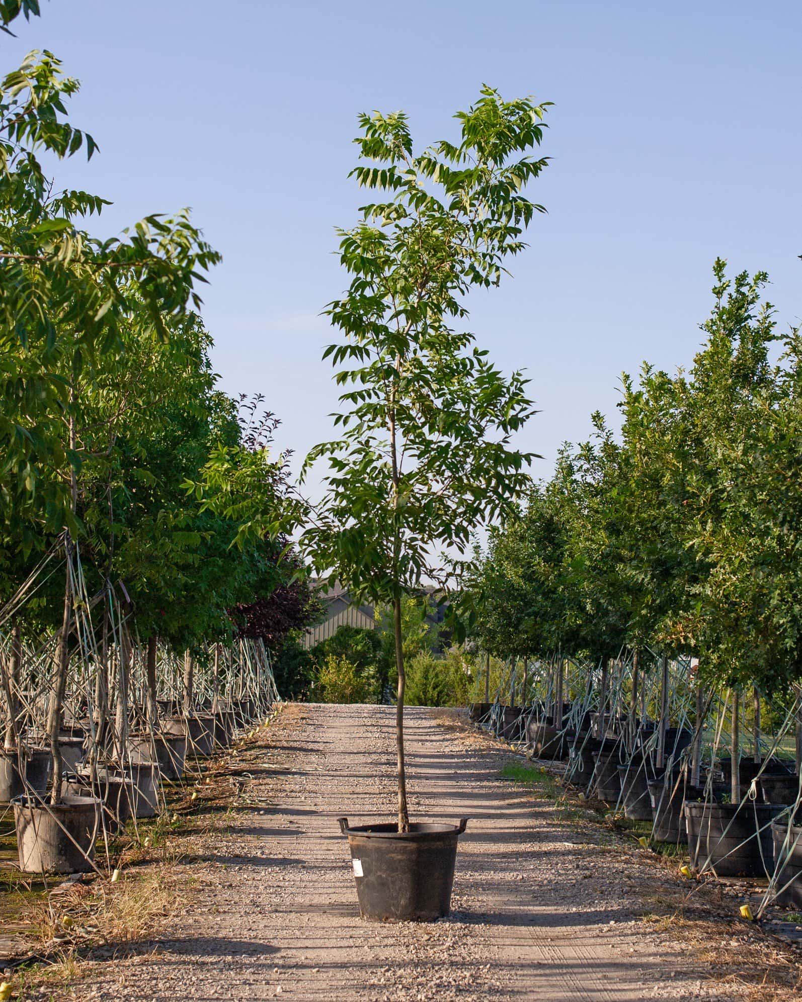 Caddo Pecan - Image 6