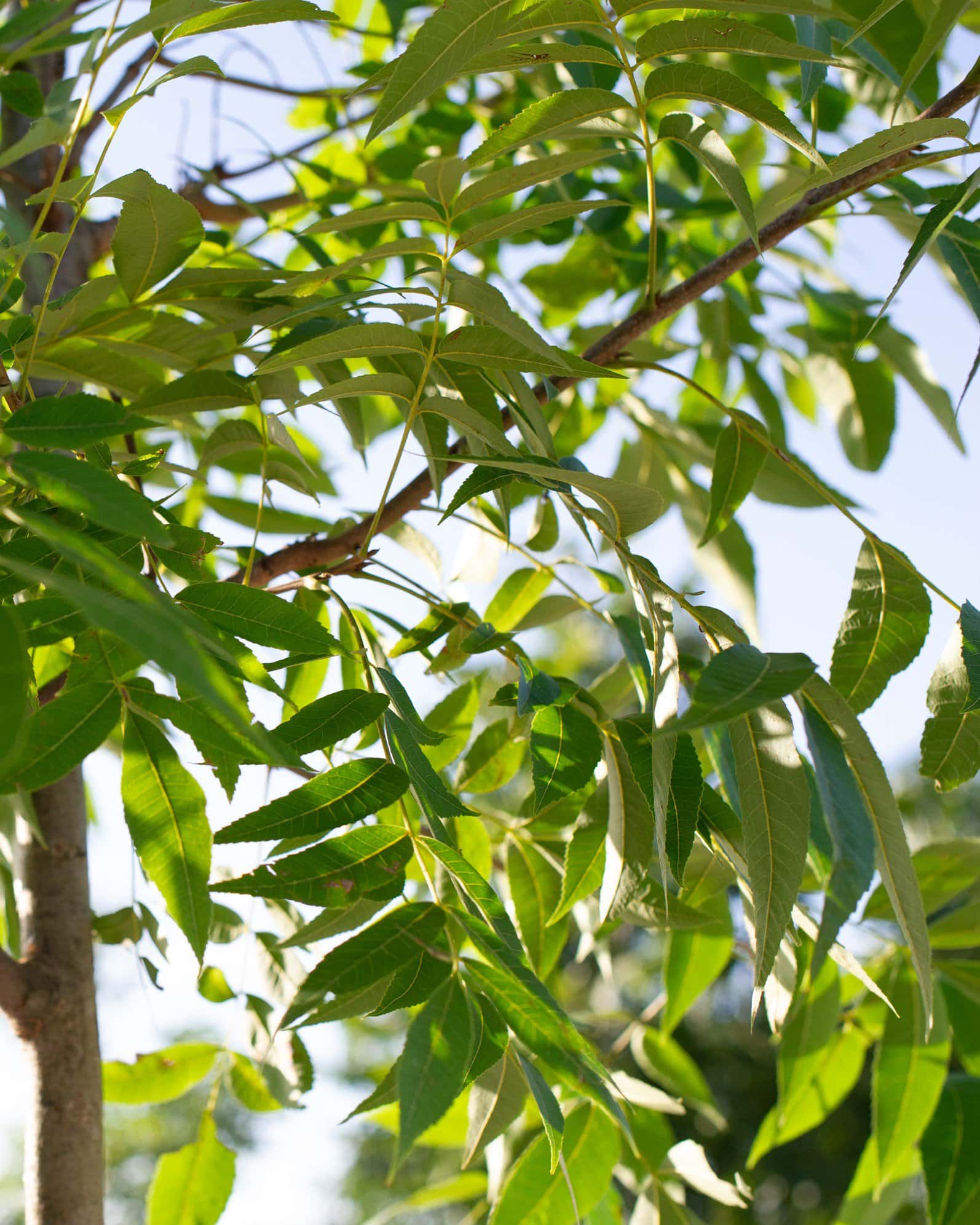 Caddo Pecan - Image 1