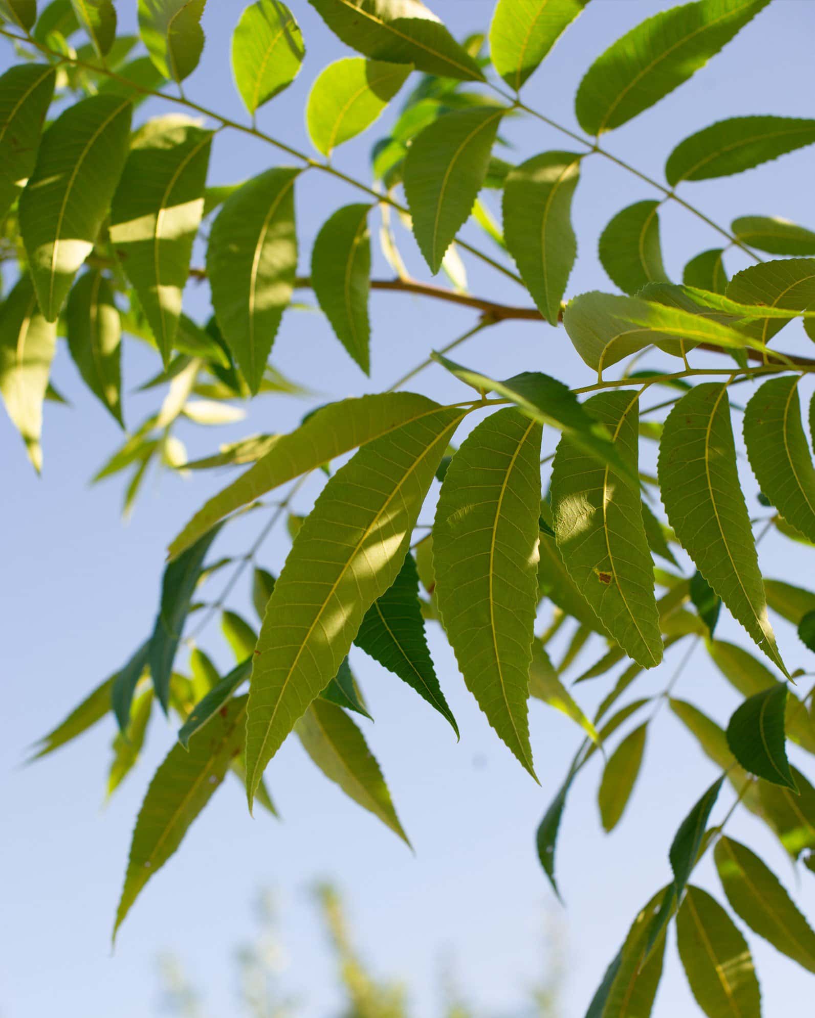 Caddo Pecan - Image 3